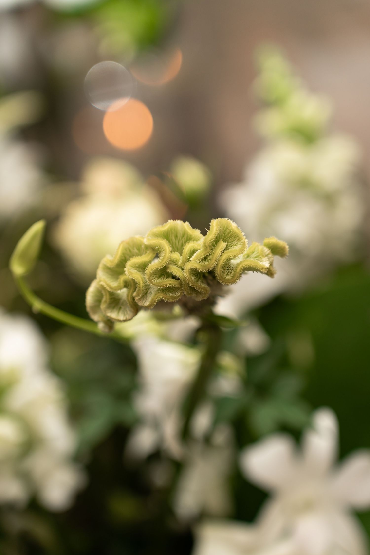 Close-up of a green flower bud with textured ruffled petals surrounded by soft white blooms and bokeh background.