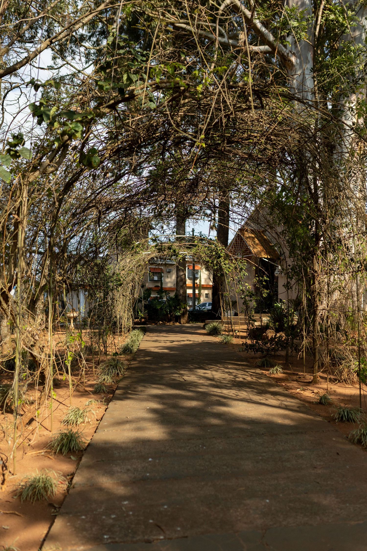 A serene garden pathway lined with arching bare branches and sparse foliage leading to a sunlit structure beyond.