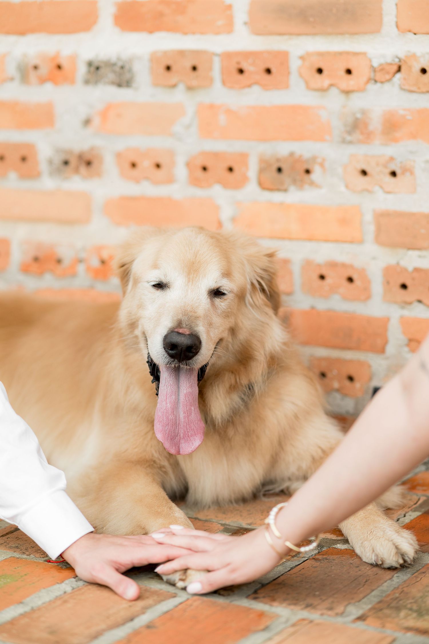 A golden retriever lying on brick floor with tongue out, as two people place their hands together in front of the dog.