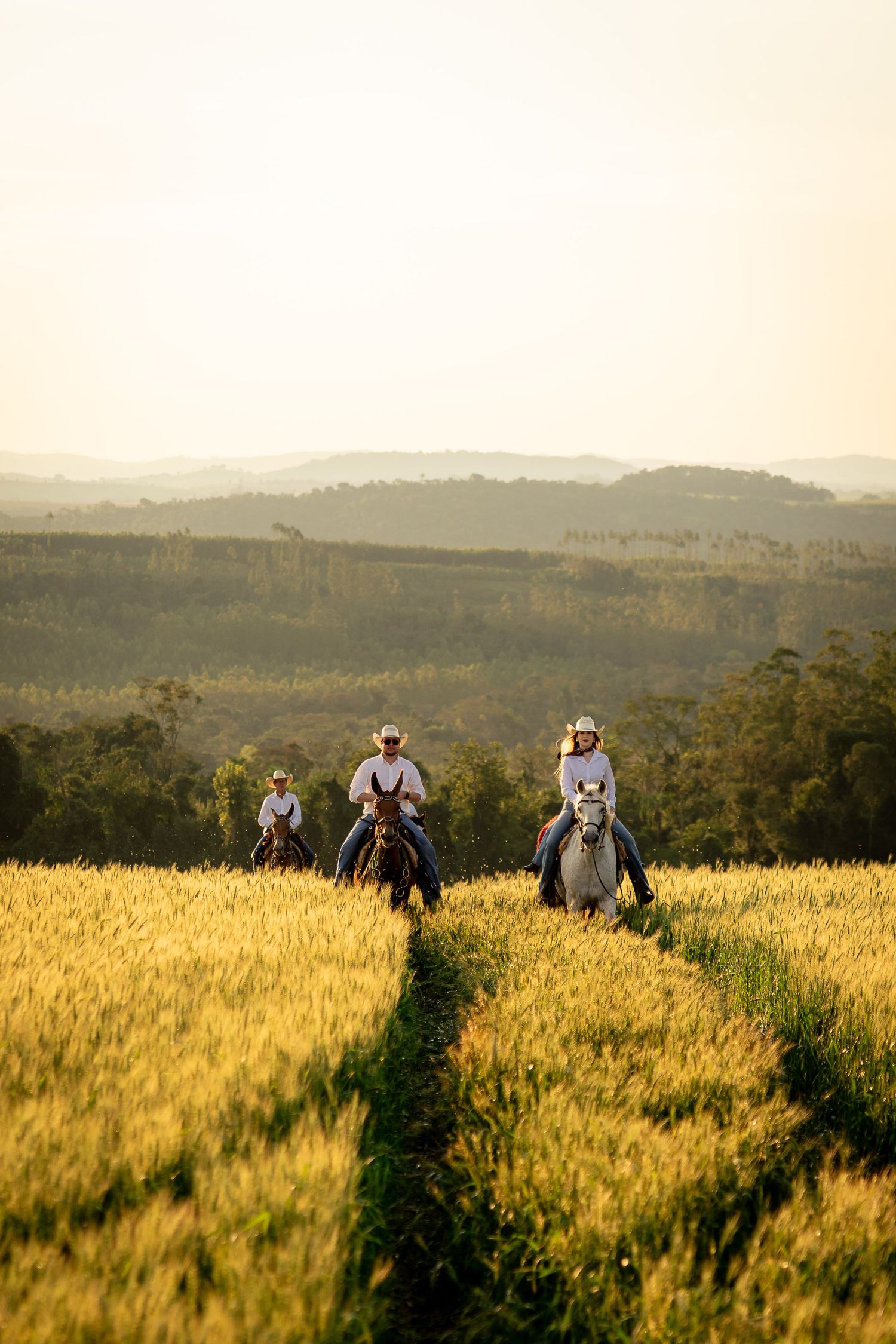 Three riders on horseback traverse a golden wheat field at sunset with misty hills in the background.