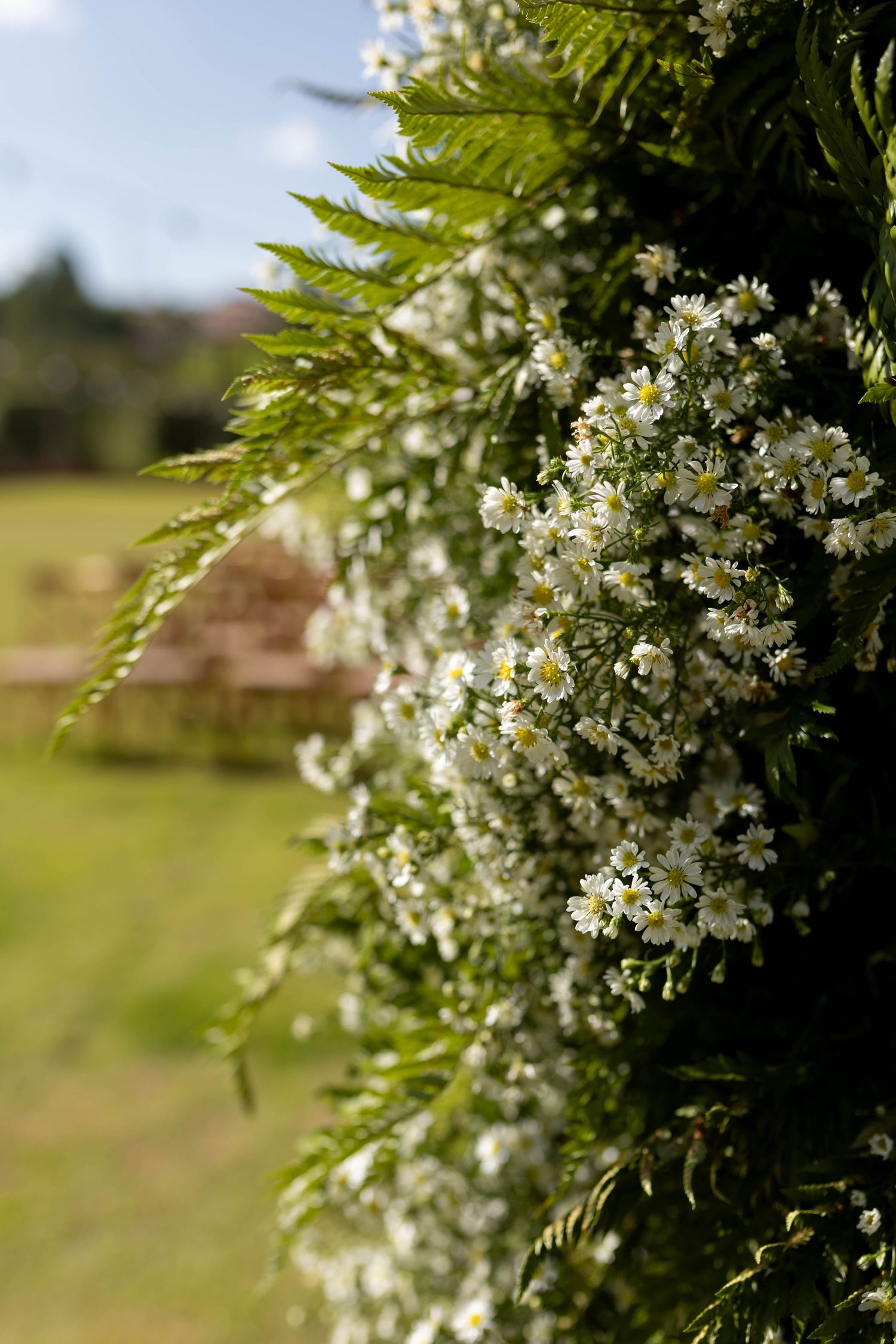 Close-up of white daisy flowers and green ferns in a sunlit garden with blurred background.