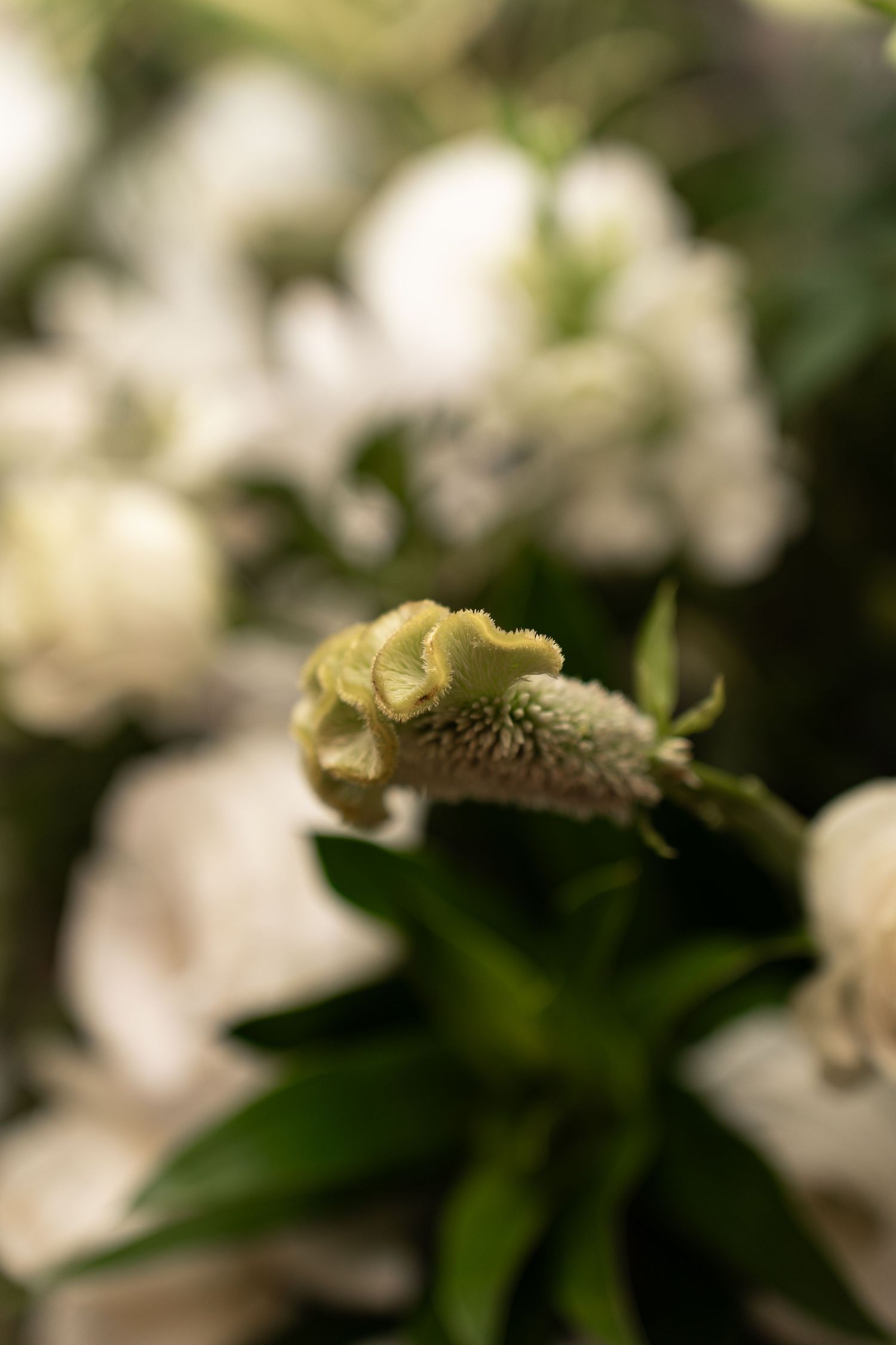 Close-up of a green flower bud surrounded by white blooms and lush green foliage in soft focus background.