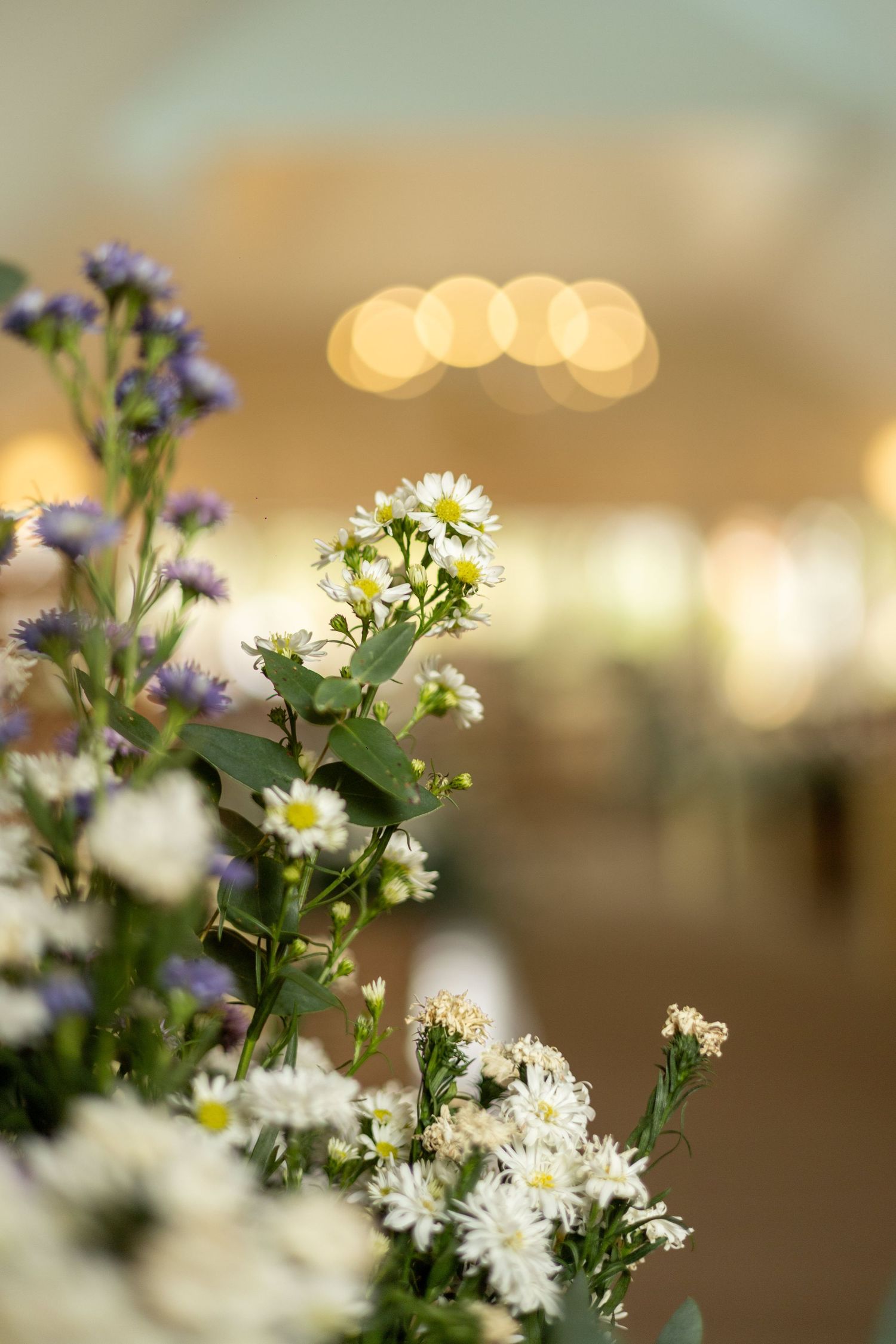 Close-up of white daisies and purple wildflowers with bokeh lights in the background.