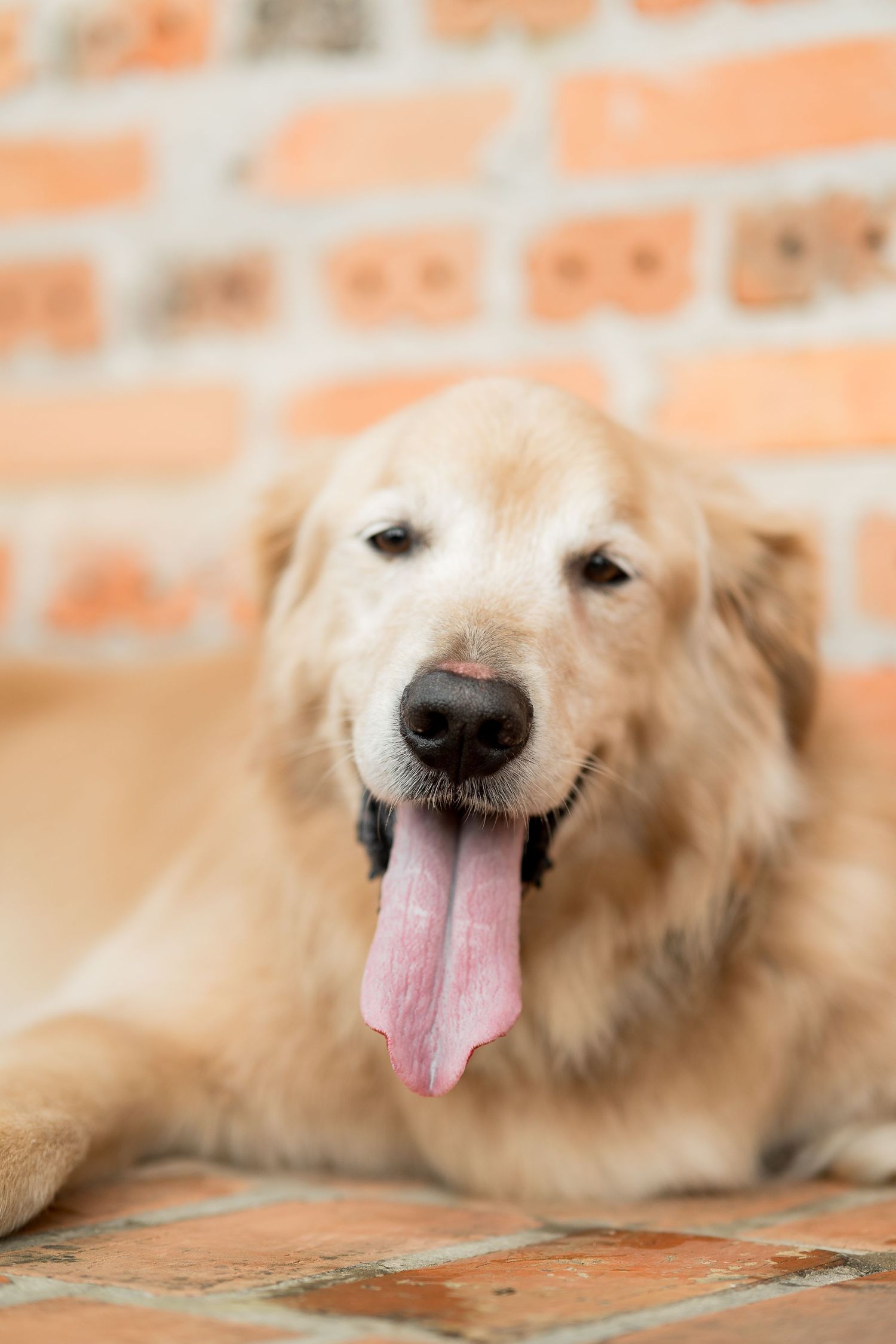 Golden Retriever dog lying on brick floor with tongue out, relaxing against a rustic brick wall background.
