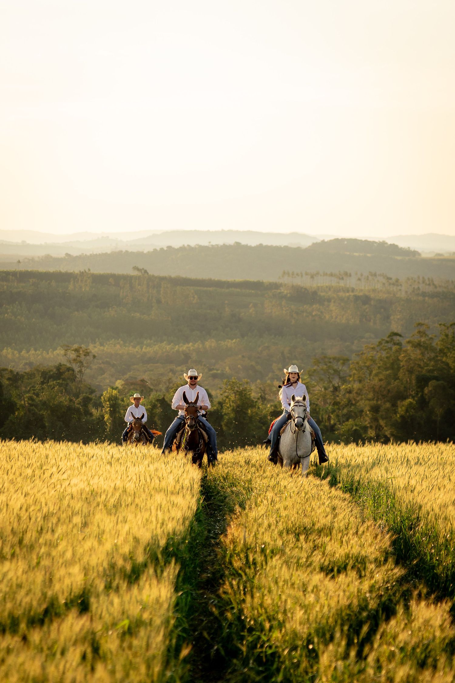 Three horseback riders in white shirts traverse a golden wheat field at sunset with misty hills in the background.