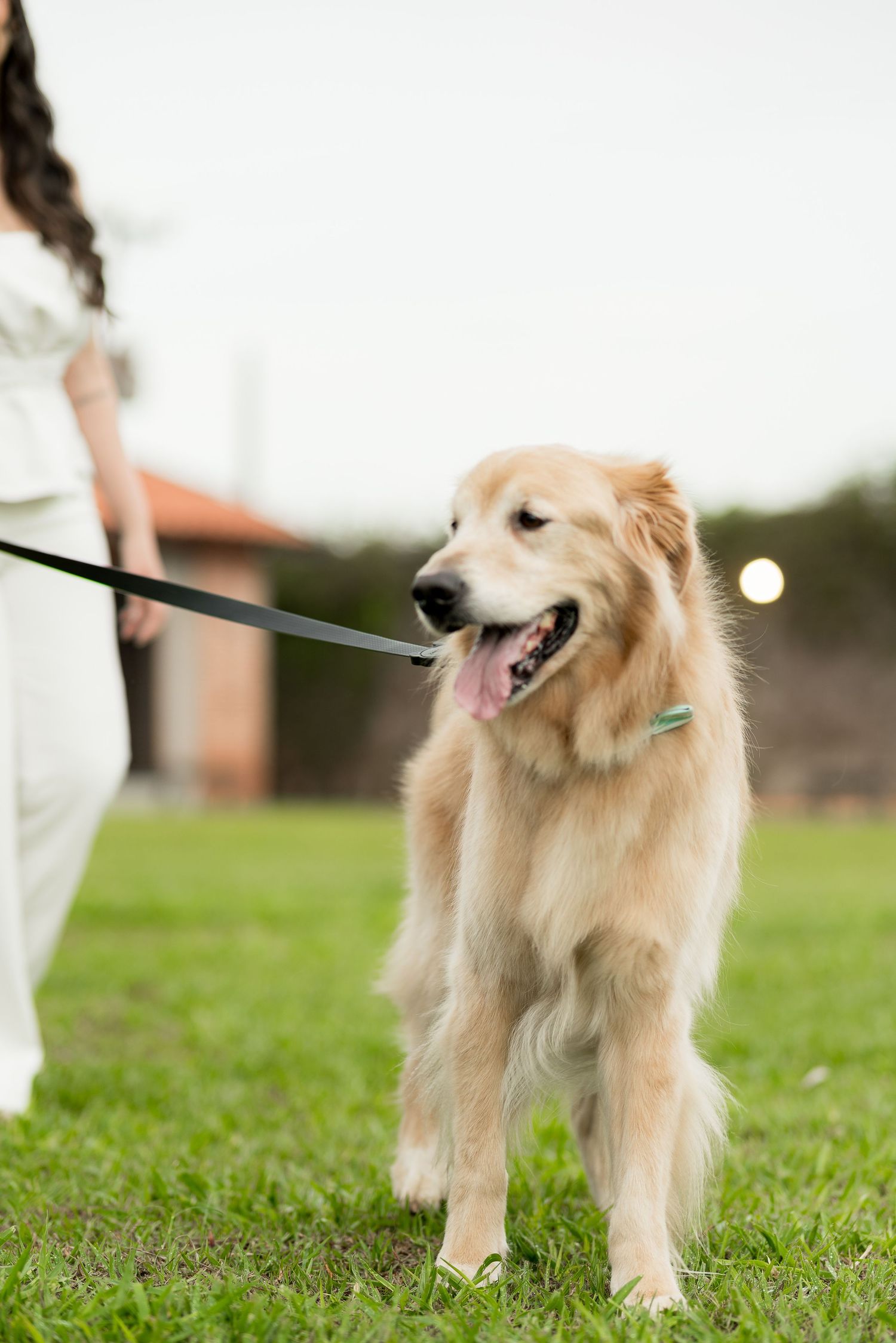 A happy golden retriever on a leash stands on green grass, tongue out, being walked by a woman in white outfit.