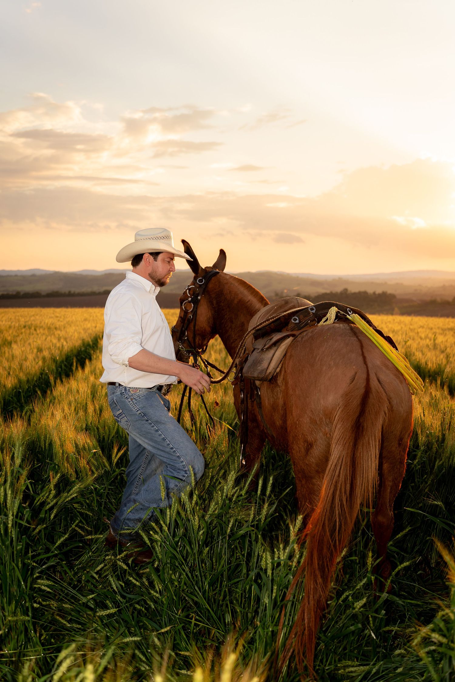 Cowboy in white hat and jeans leads a chestnut horse through a golden field at sunset.