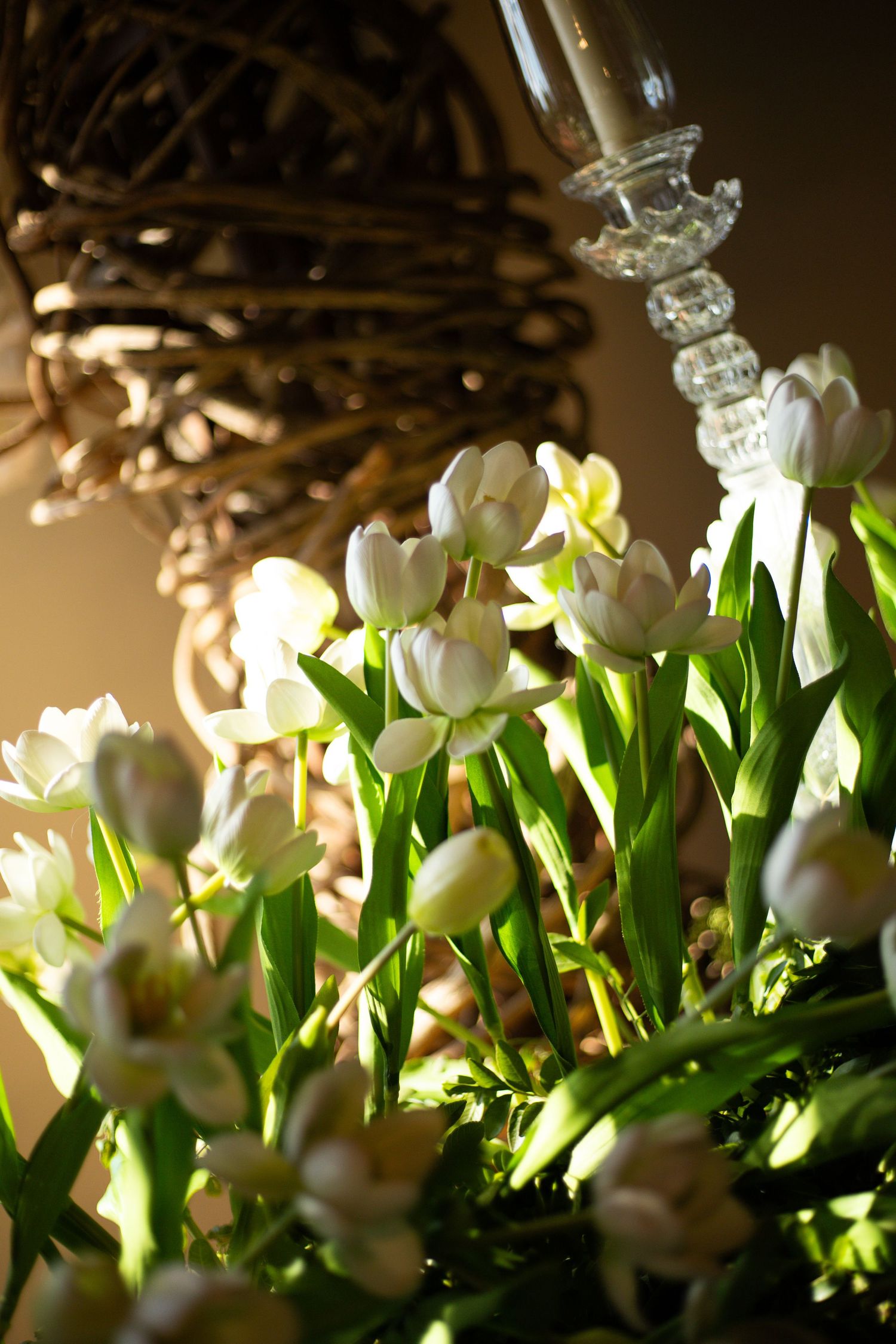 White tulips blooming under soft warm light with a rustic wicker decoration and crystal candleholder in the background.
