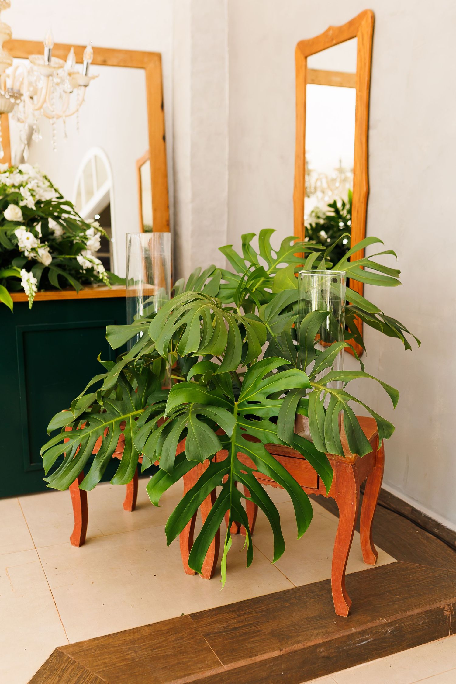 Large monstera plant on orange wooden stand near gold-framed mirrors and green cabinet in elegant interior.