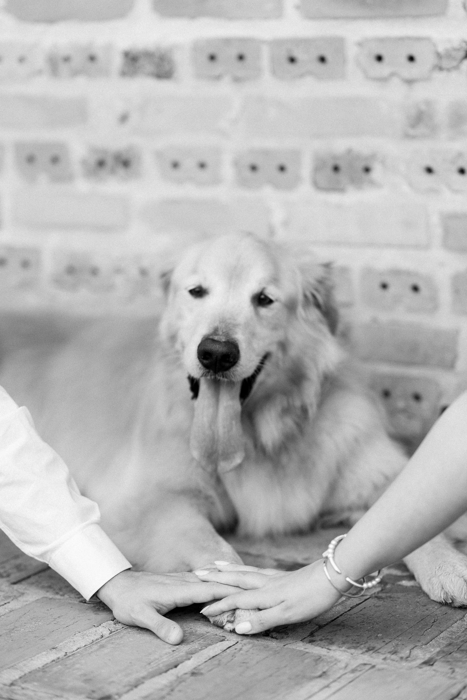 Black and white photo of couple's hands with engagement ring beside a golden retriever dog on brick floor.