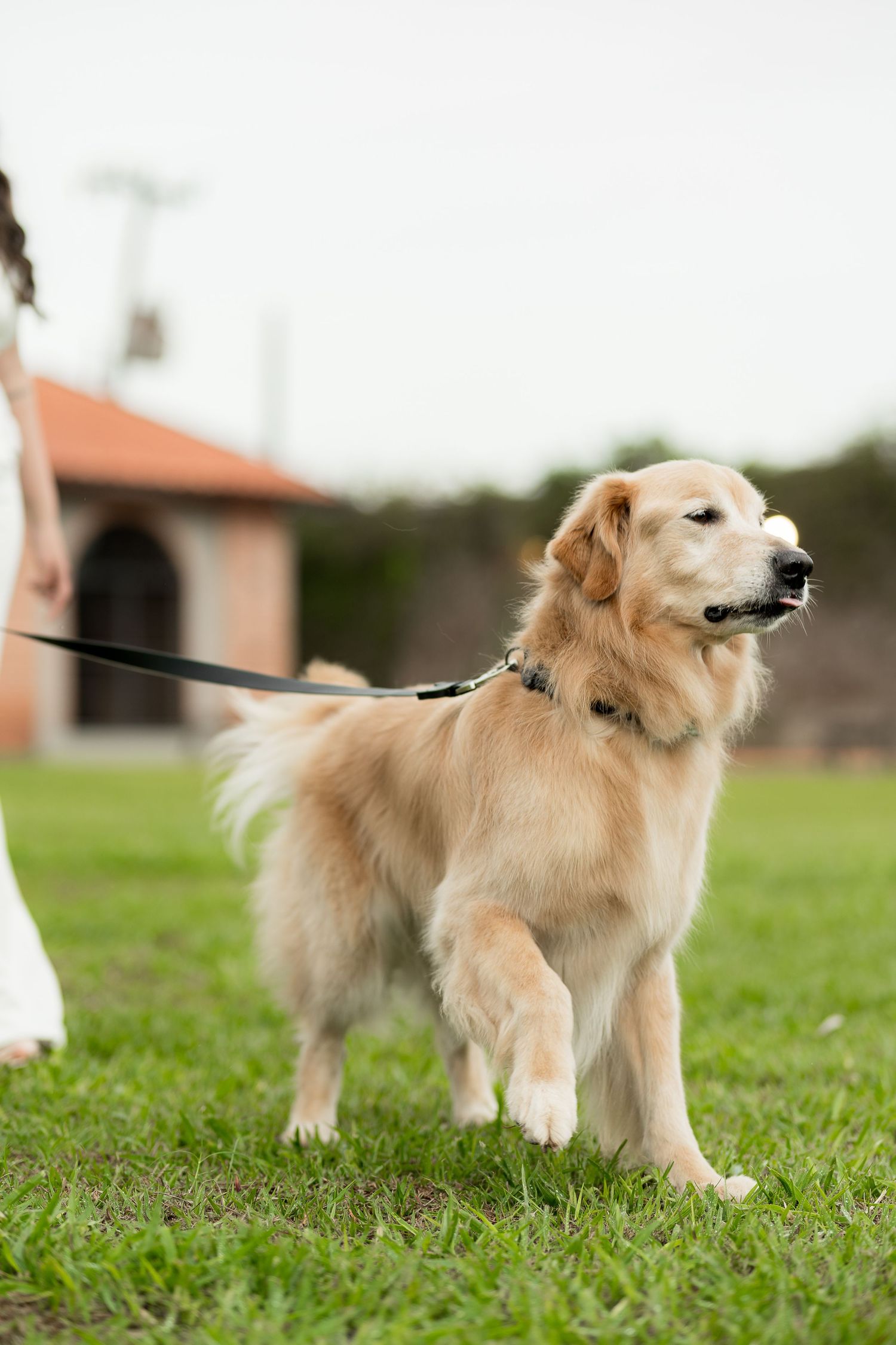 Golden retriever on a leash standing on green grass outdoors near a building on a cloudy day.
