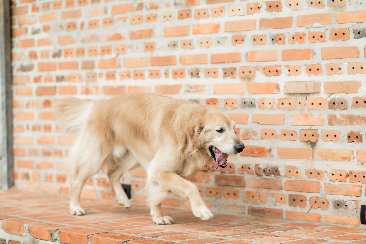 Golden retriever dog walking along a brick wall patio with mouth open, showcasing a happy and energetic pet.