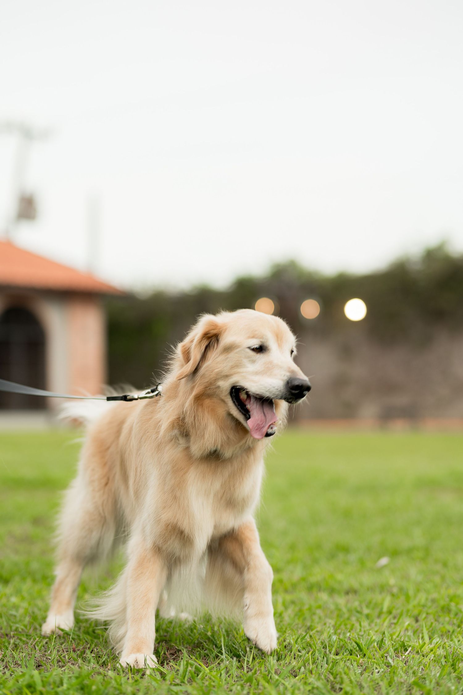 Golden retriever on a leash standing on green grass with mouth open, panting happily outdoors.