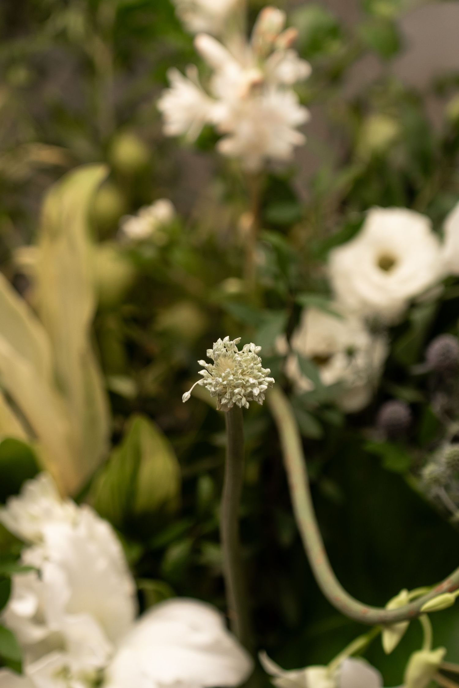 Close-up of a white scabiosa flower surrounded by lush green foliage and white blooms in an elegant floral arrangement.