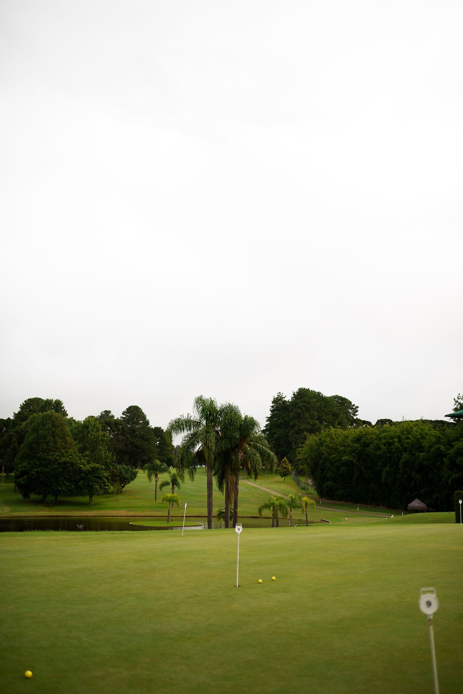 A lush golf course putting green with palm trees and yellow balls under an overcast sky.
