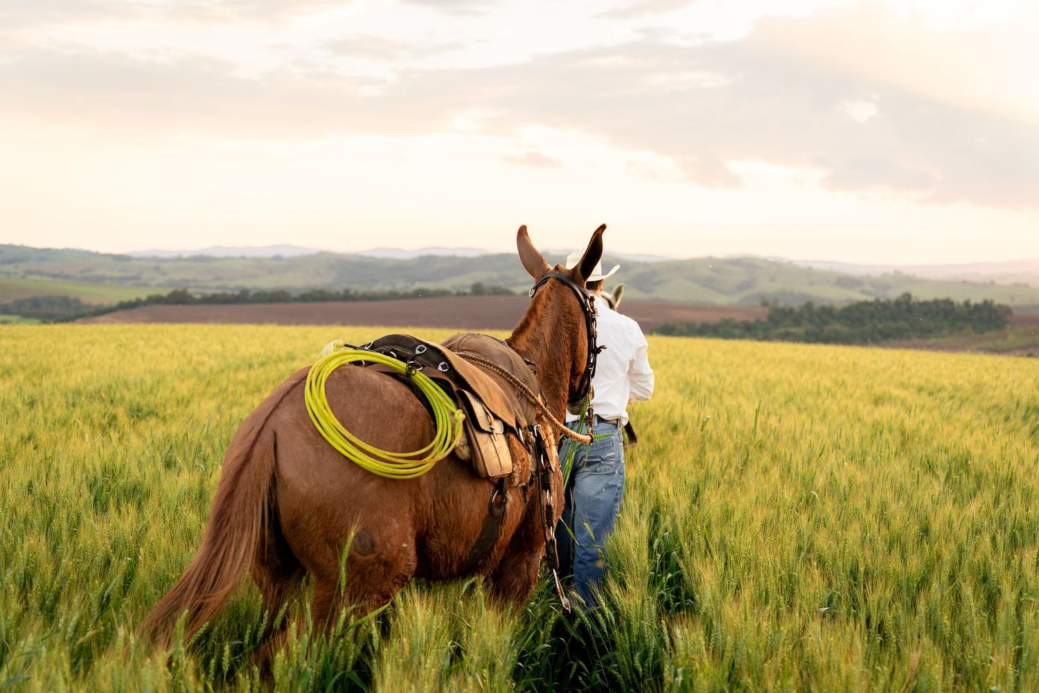 A cowboy stands beside a saddled brown horse in a vast green wheat field with rolling hills at sunset.