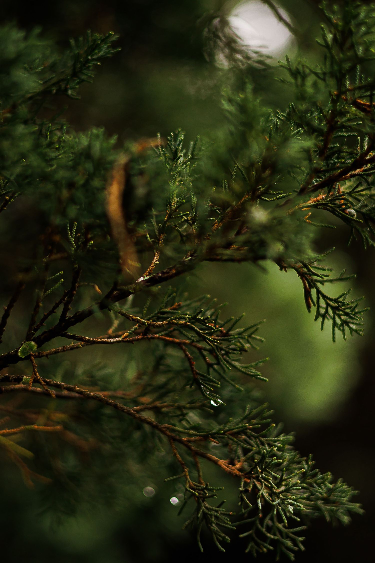 Close-up of green juniper branches with water droplets, showcasing intricate foliage detail against a dark bokeh background.