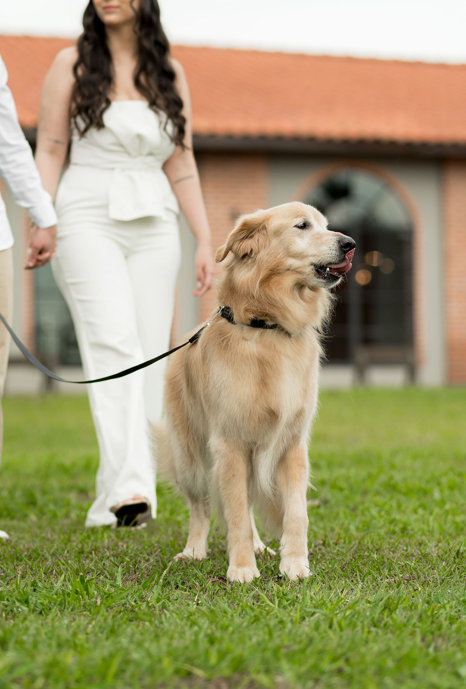 A golden retriever on a leash walks with a couple dressed in white on a green lawn near a building.