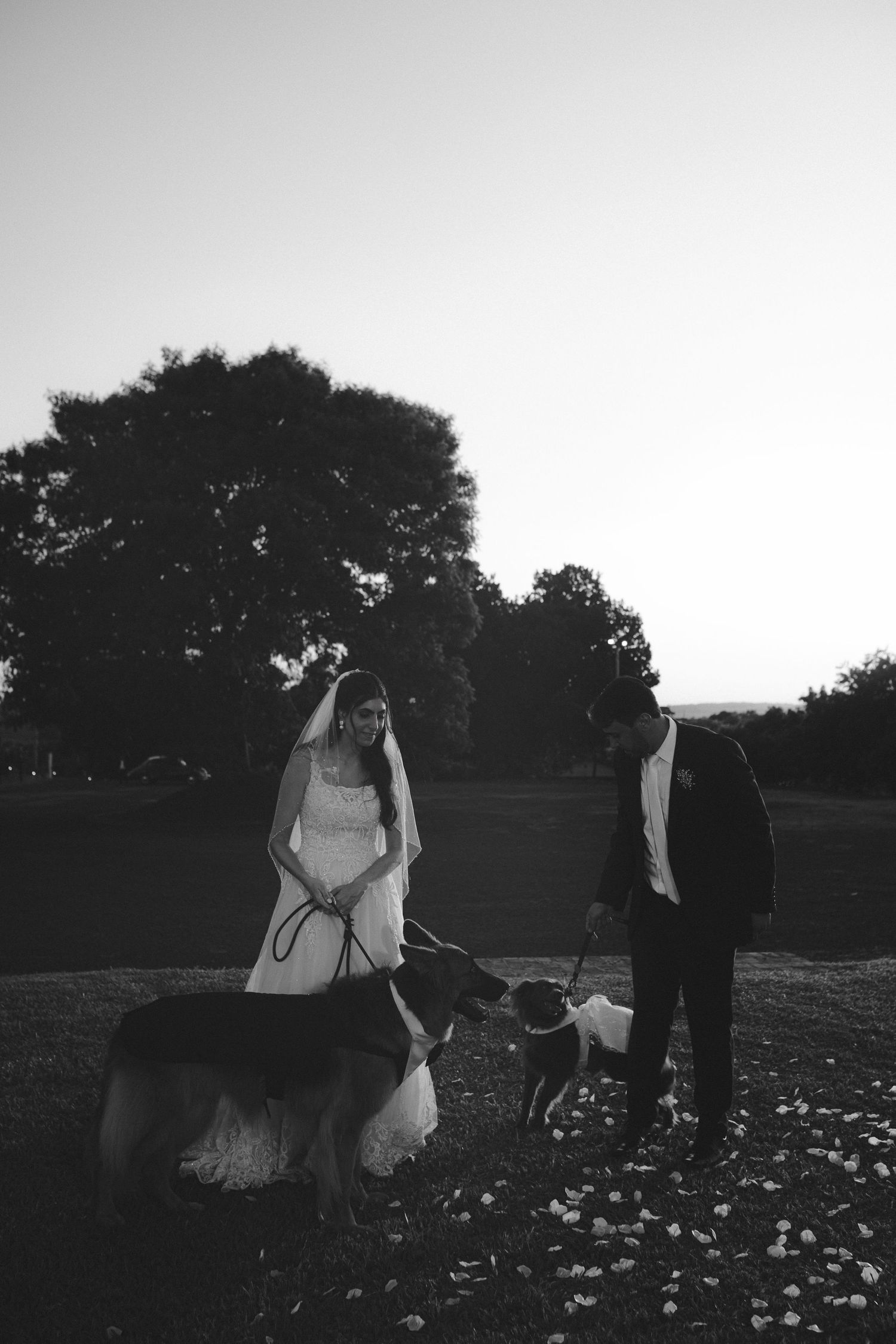 Black and white photo of a bride and groom with two dogs on leashes outdoors at dusk near trees.