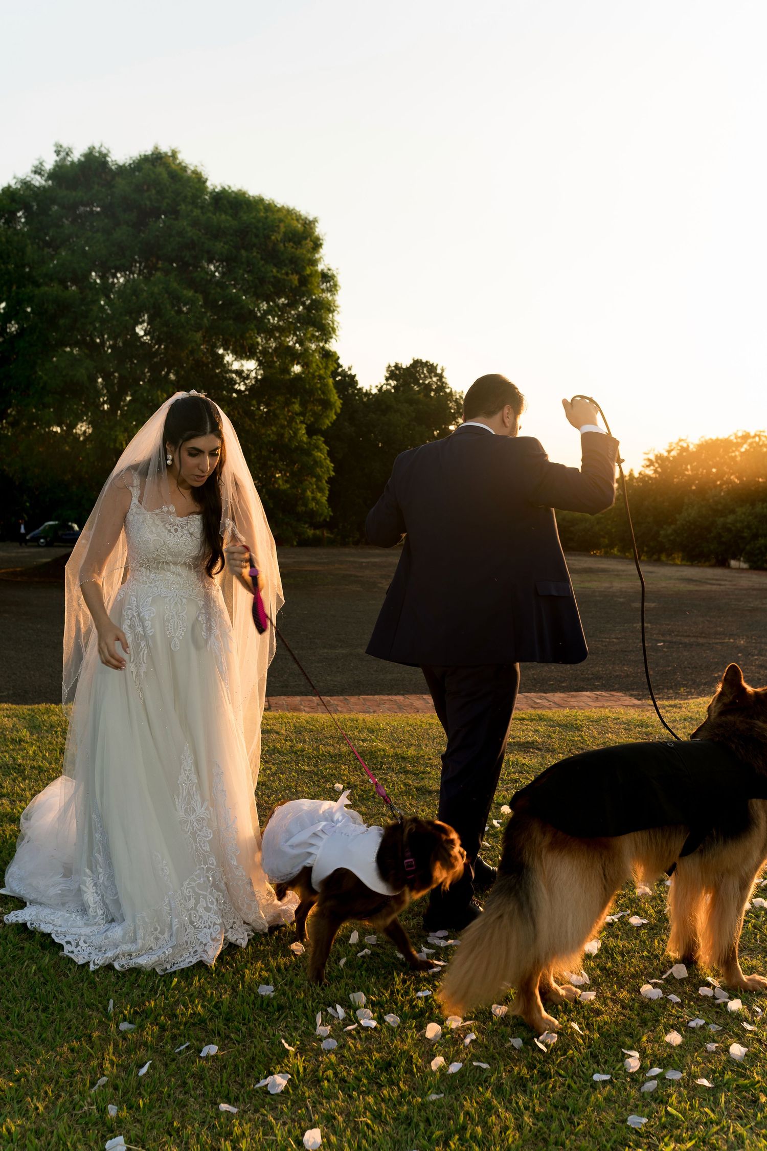 Bride in white lace gown and groom in black suit pose with German Shepherds during golden hour wedding photos outdoors.