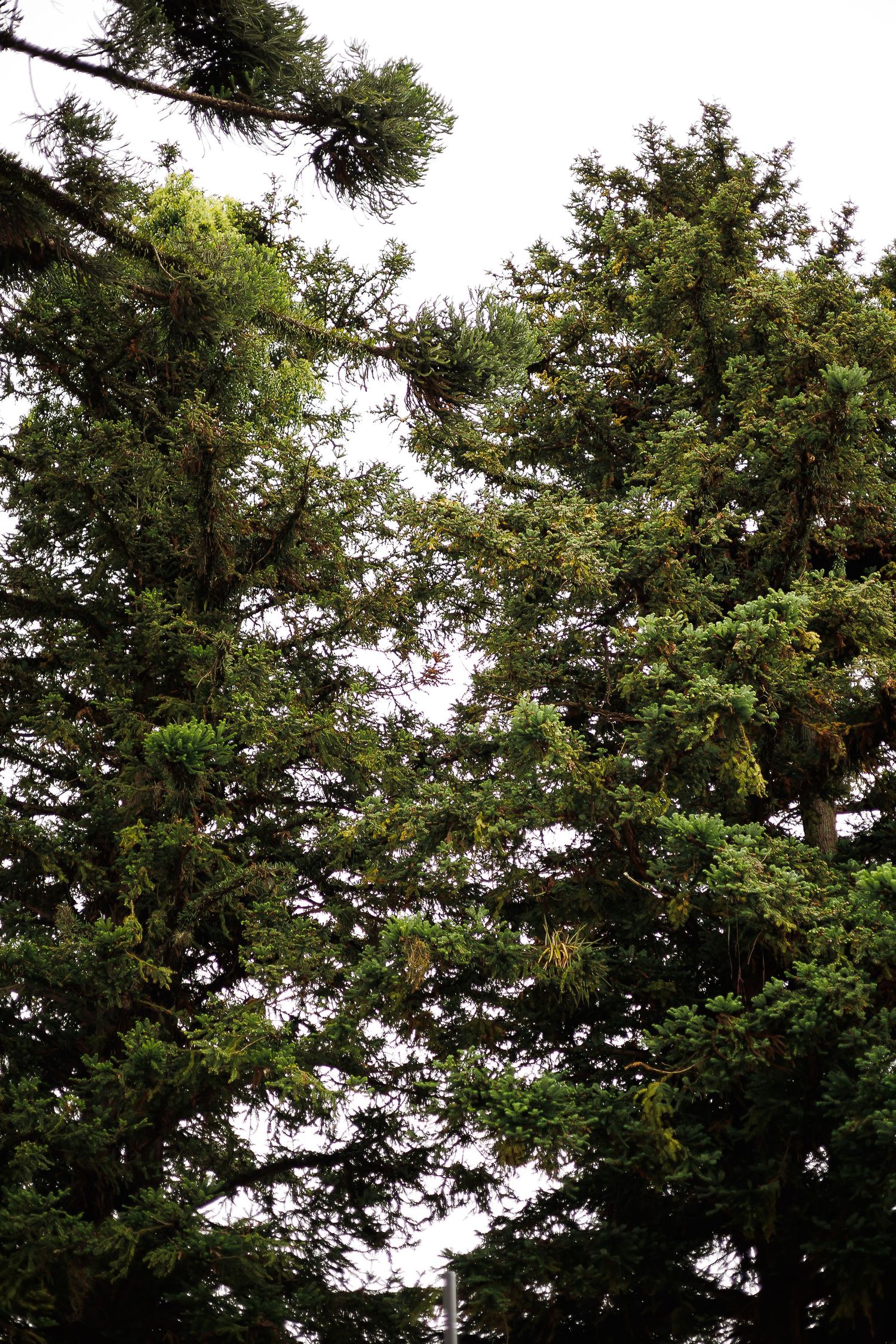 Tall evergreen conifer trees with dense green branches against an overcast sky.
