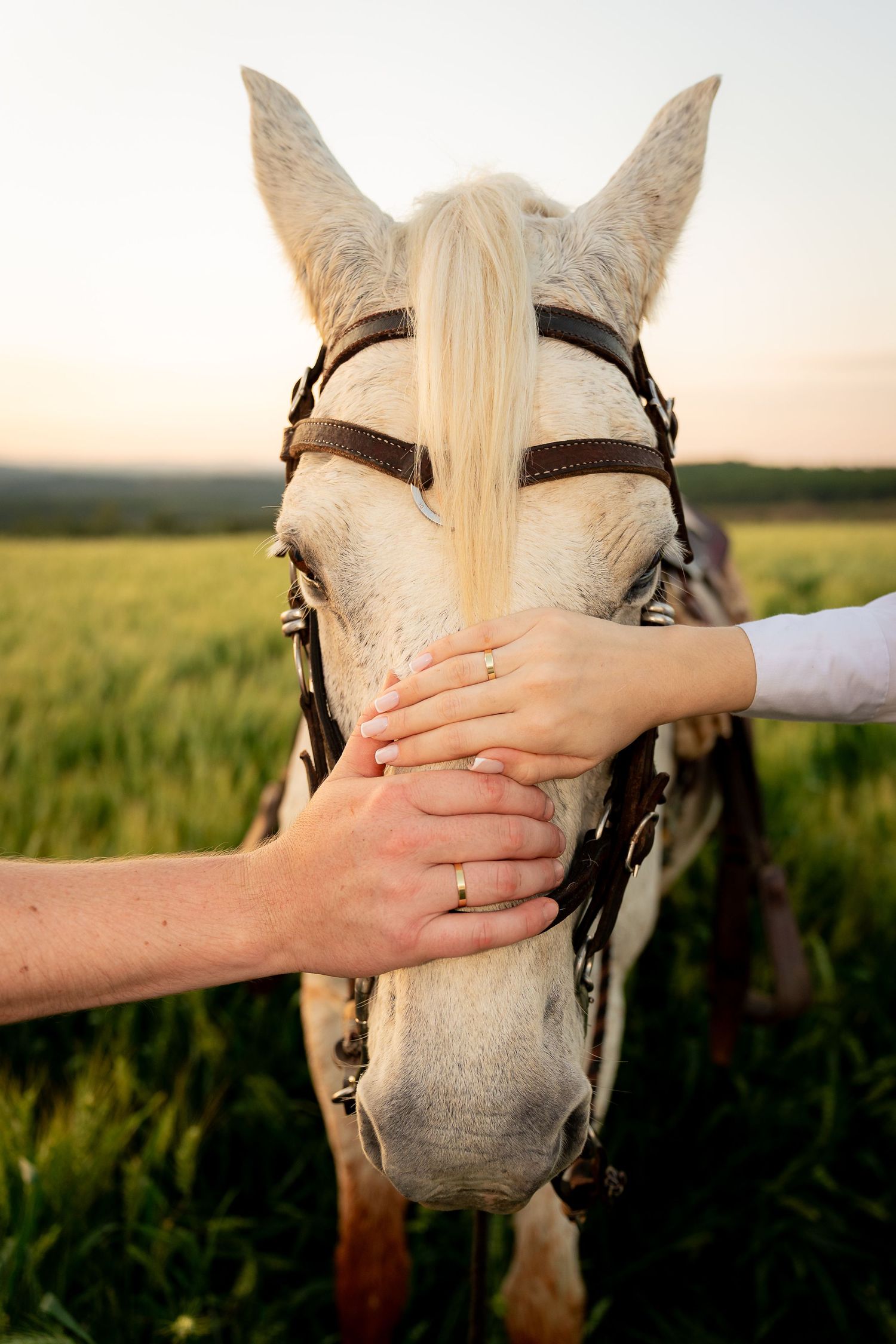 Two hands with wedding rings gently cupping the face of a white horse in a green field at sunset.