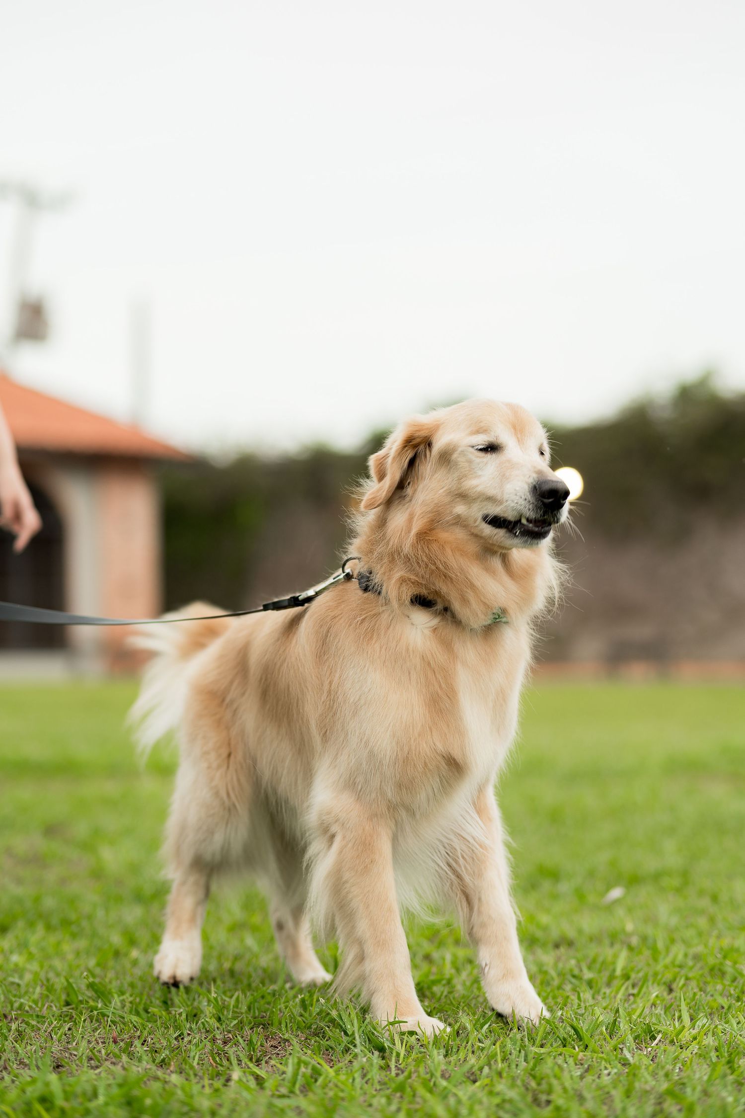 Golden Retriever dog on a leash standing on green grass in a park, looking alert and happy.