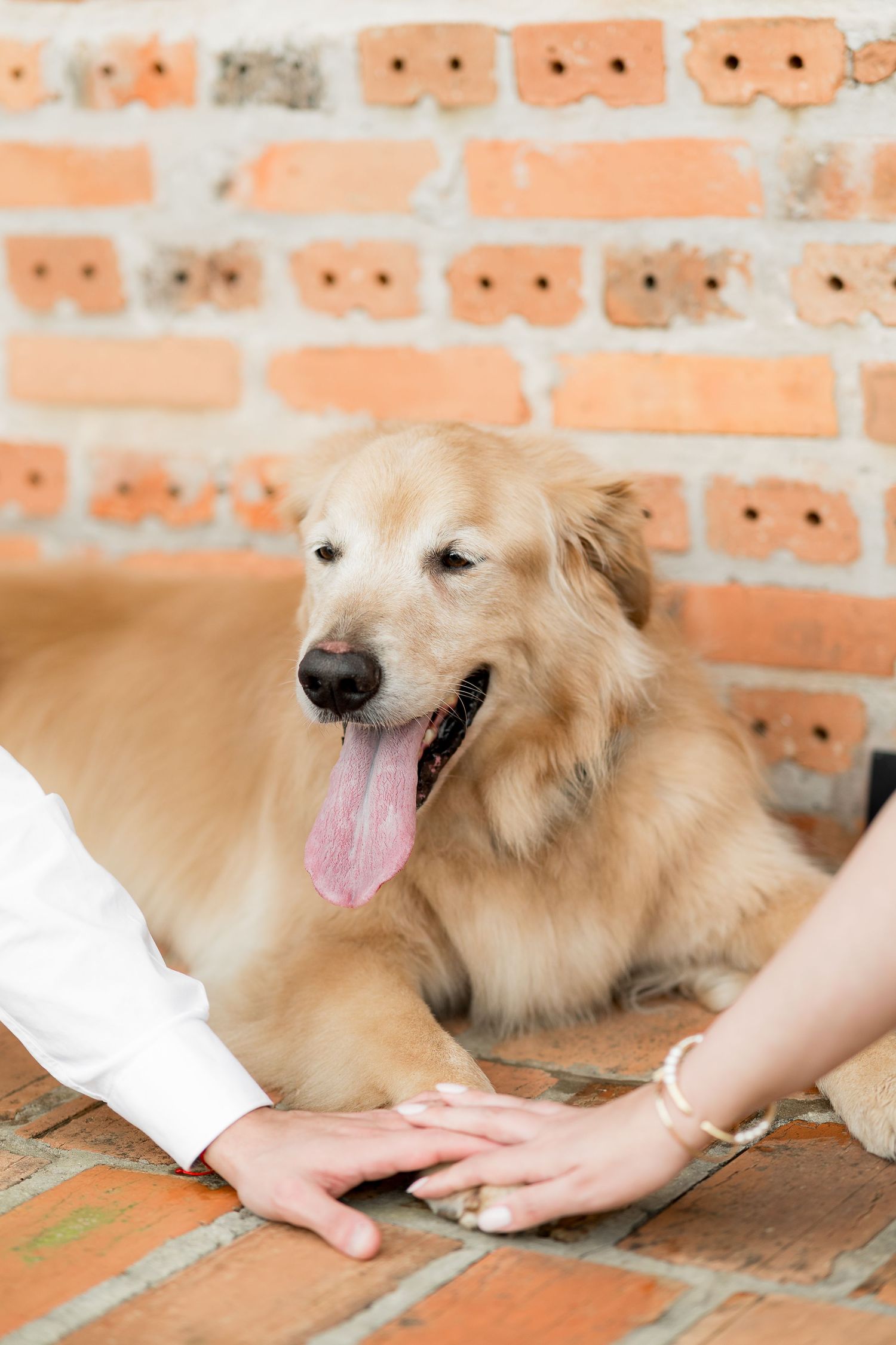 Golden retriever lying on brick floor with tongue out, as two people place hands together near the dog.