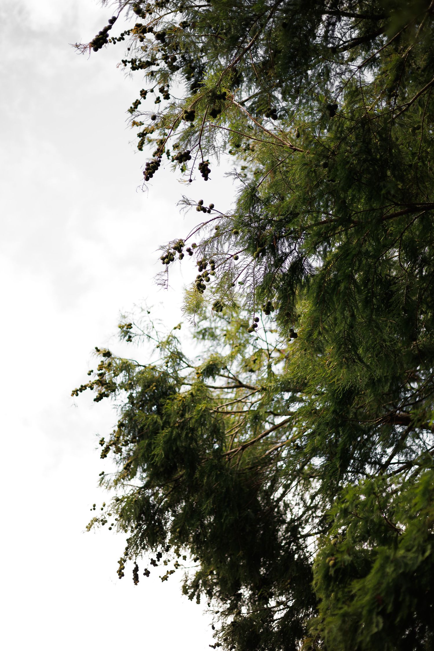 Green tree branches with pine cones against a white cloudy sky, viewed from below in a natural outdoor setting.