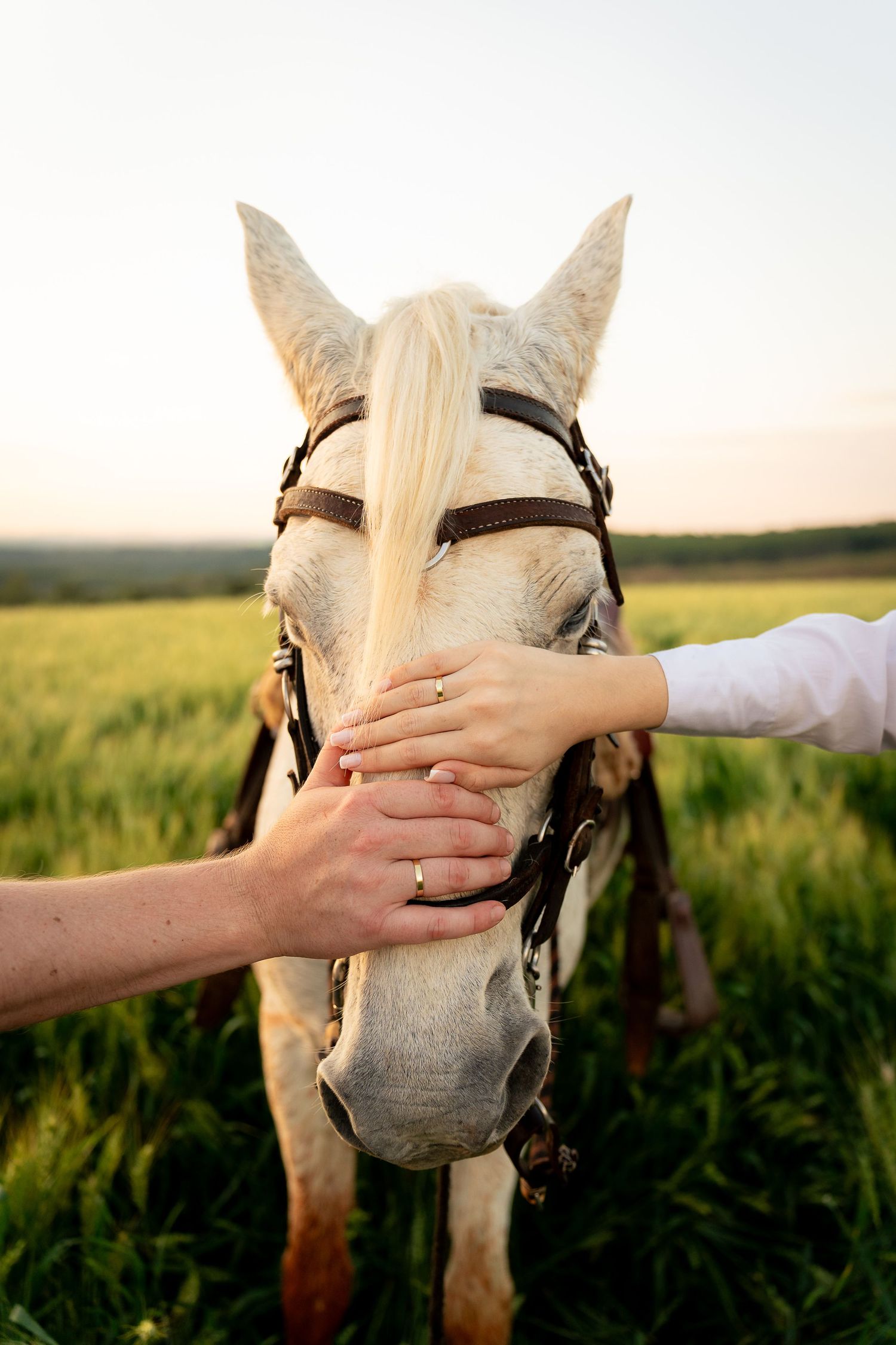 Two hands gently petting a white horse wearing a bridle in a green field at sunset.