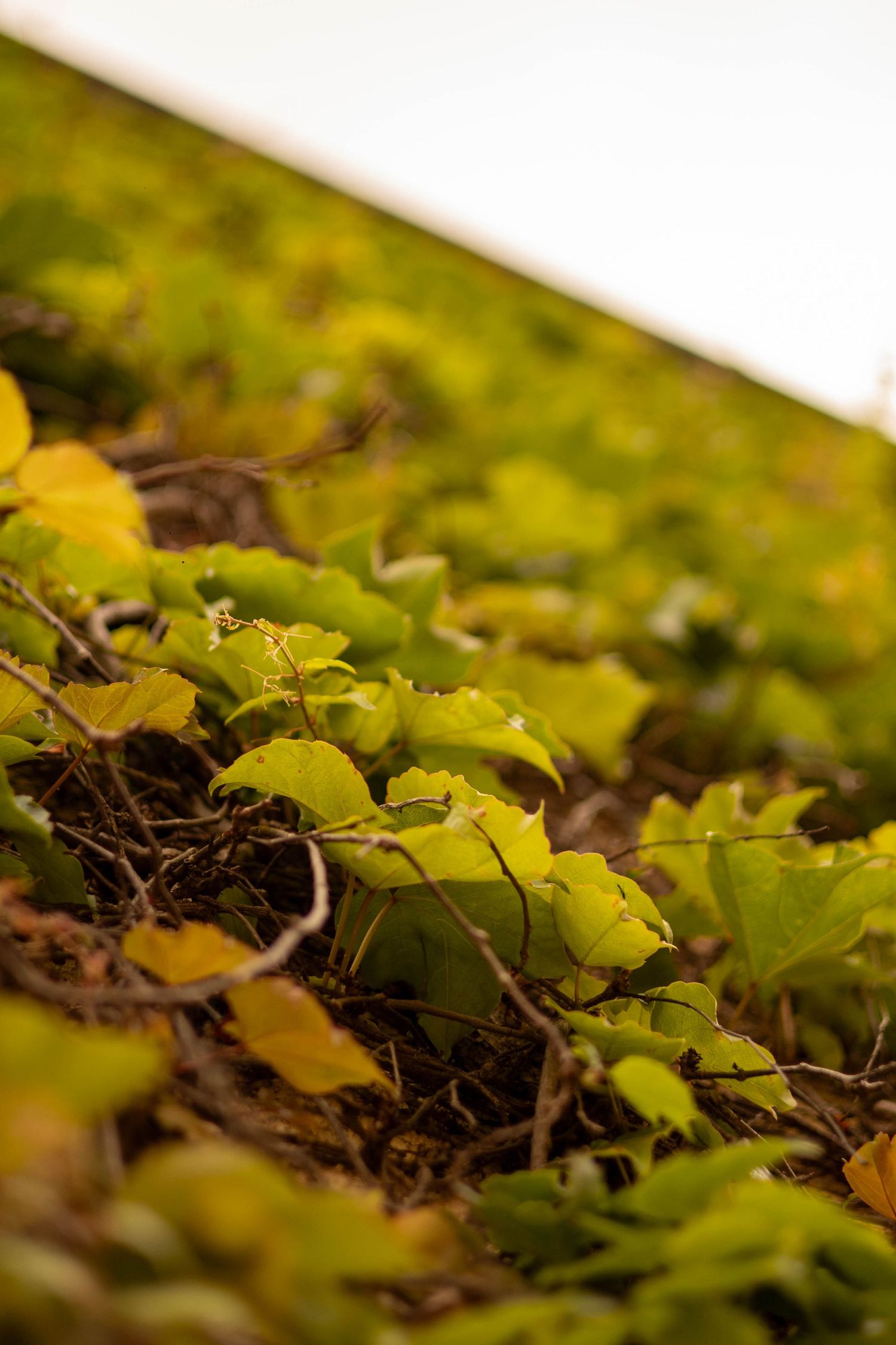 Close-up of vibrant green and yellow leaves growing along brown soil in a lush garden bed.