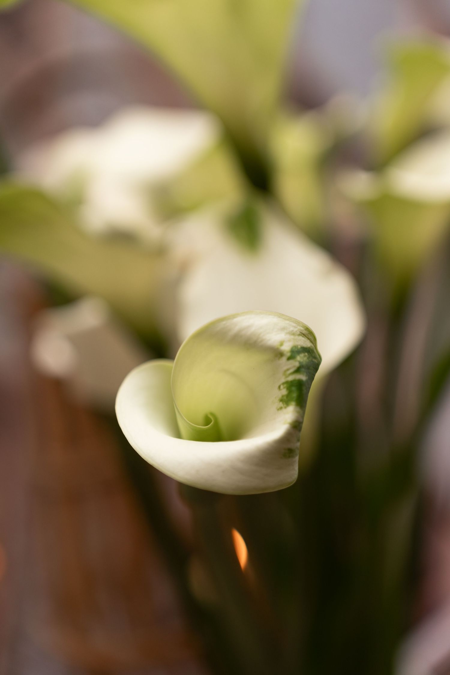 Close-up of white calla lily blooms with green centers, soft focus background.
