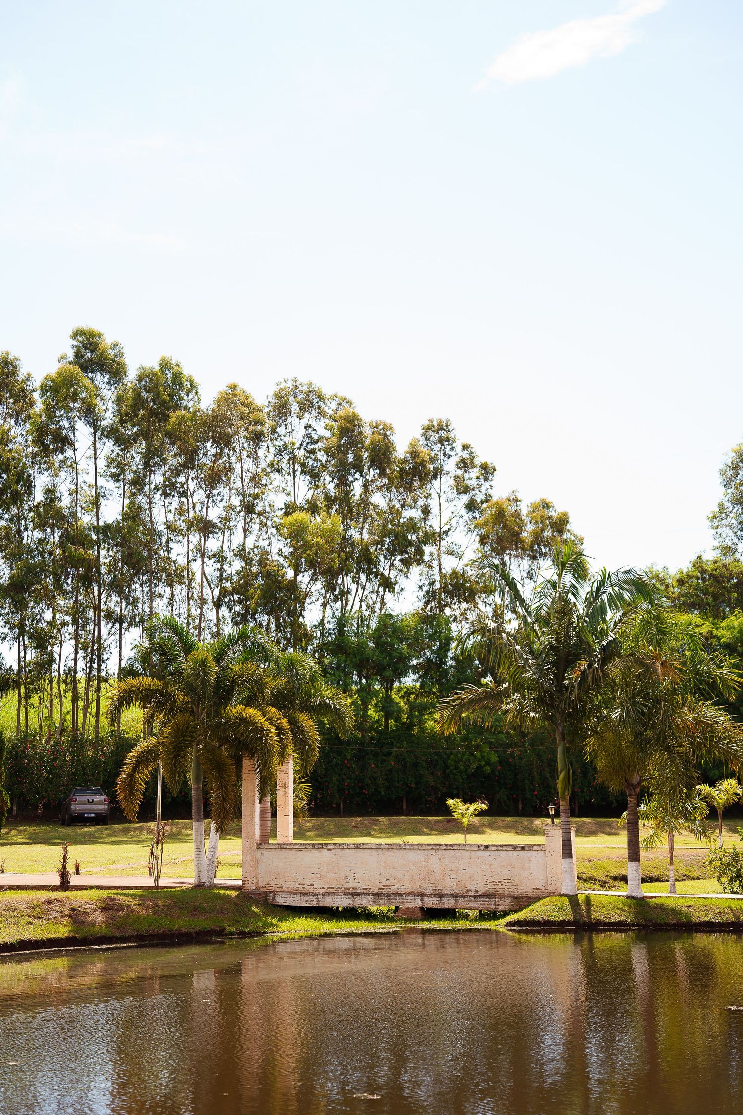 Serene park landscape with a calm pond, palm trees, and tall eucalyptus trees under a clear blue sky.