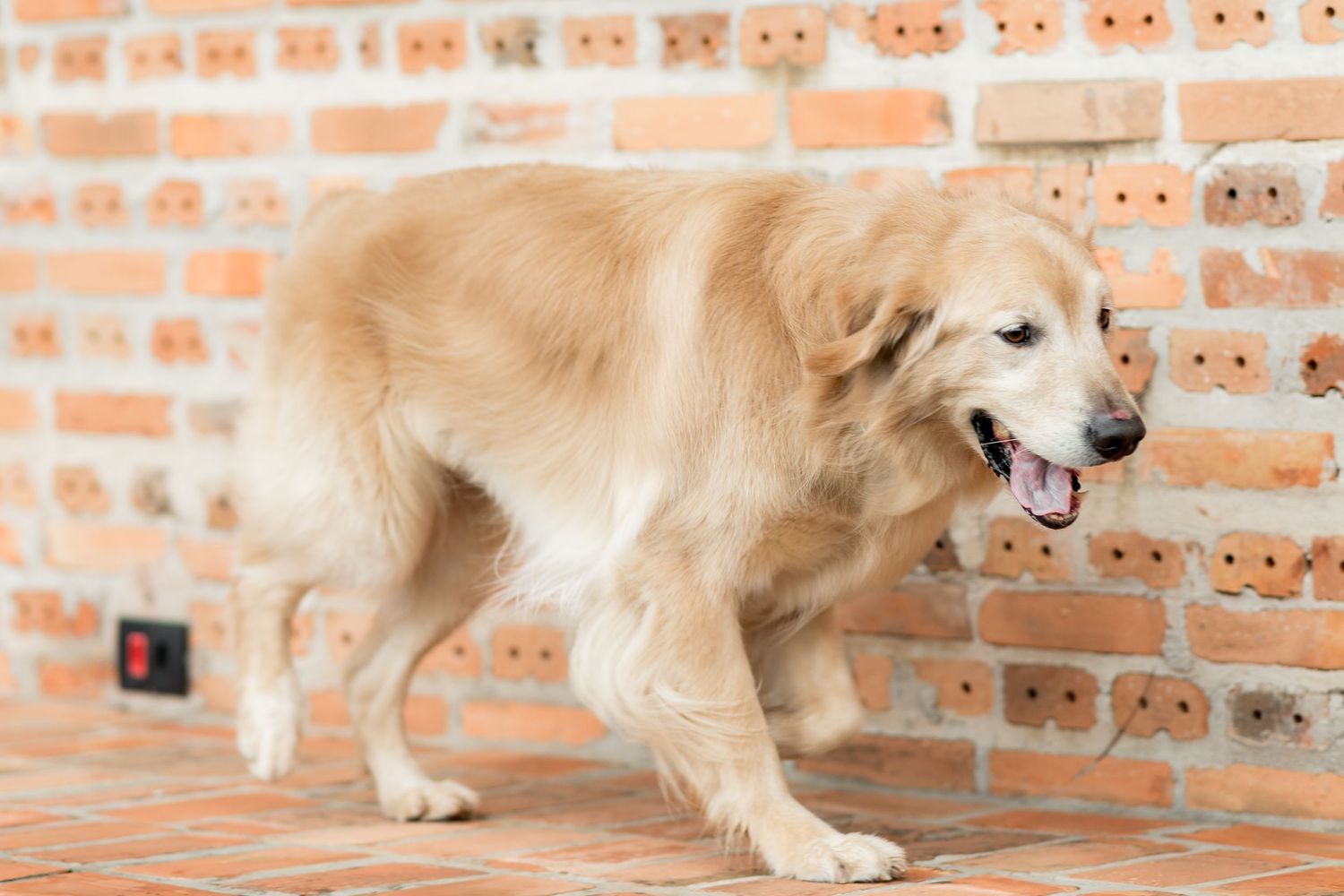 Golden retriever dog standing near a brick wall with tongue out, appearing happy and healthy indoors.
