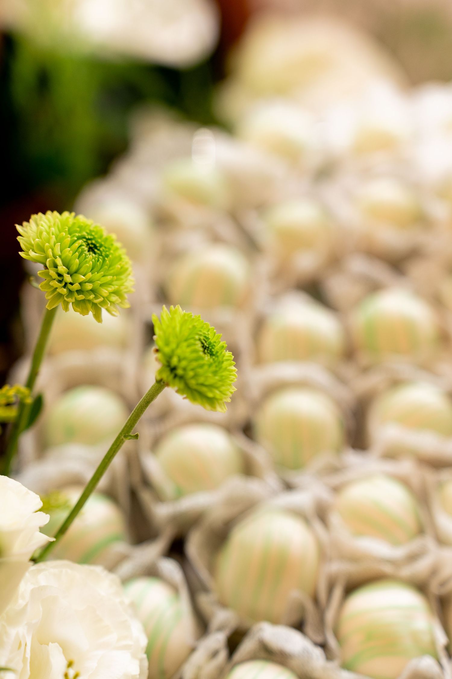 Two bright green chrysanthemum flowers stand tall among rows of white cake pops at an elegant event display.