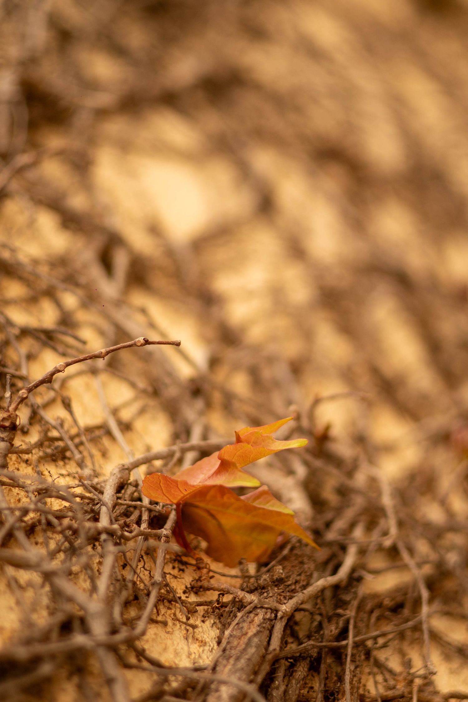 A single orange autumn leaf resting among dry twigs and branches on sandy ground in warm golden light.