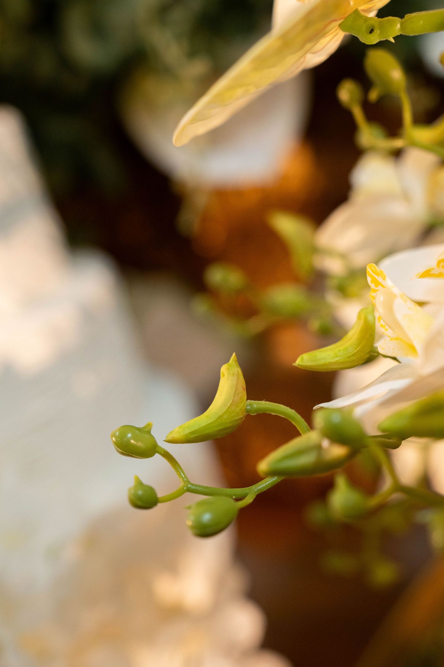Close-up of delicate yellow-green orchid buds and blooms with soft bokeh background in warm golden light.