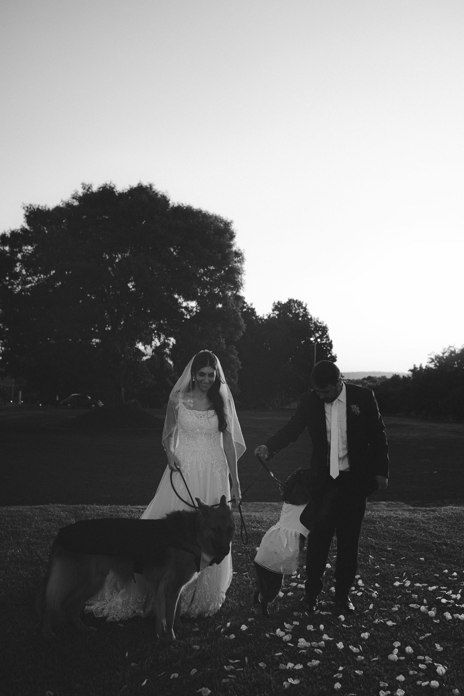Black and white photo of a bride and groom walking their German Shepherd dog outdoors at sunset on their wedding day.