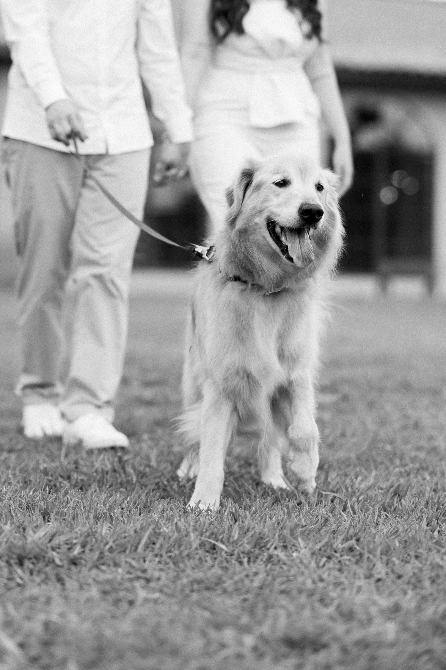 Black and white photo of a happy Golden Retriever on a leash being walked by a couple on green grass.