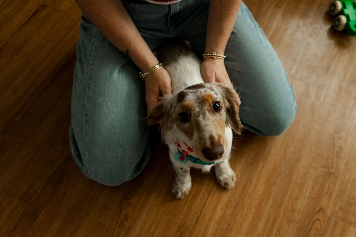 Person sitting on hardwood floor petting a small dachshund dog wearing a bandana.