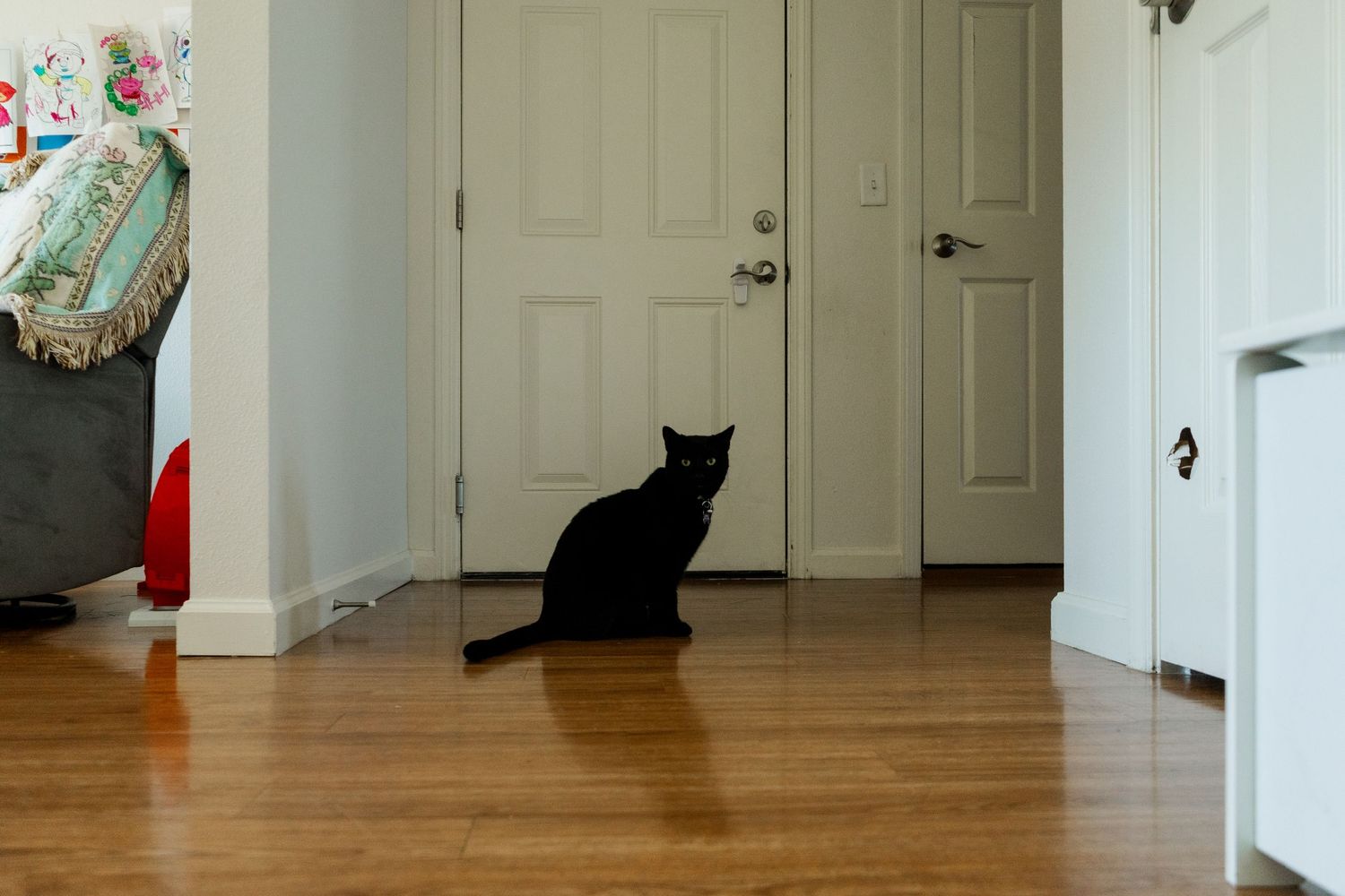 Black cat sits on hardwood floor near white doors in a bright home interior.