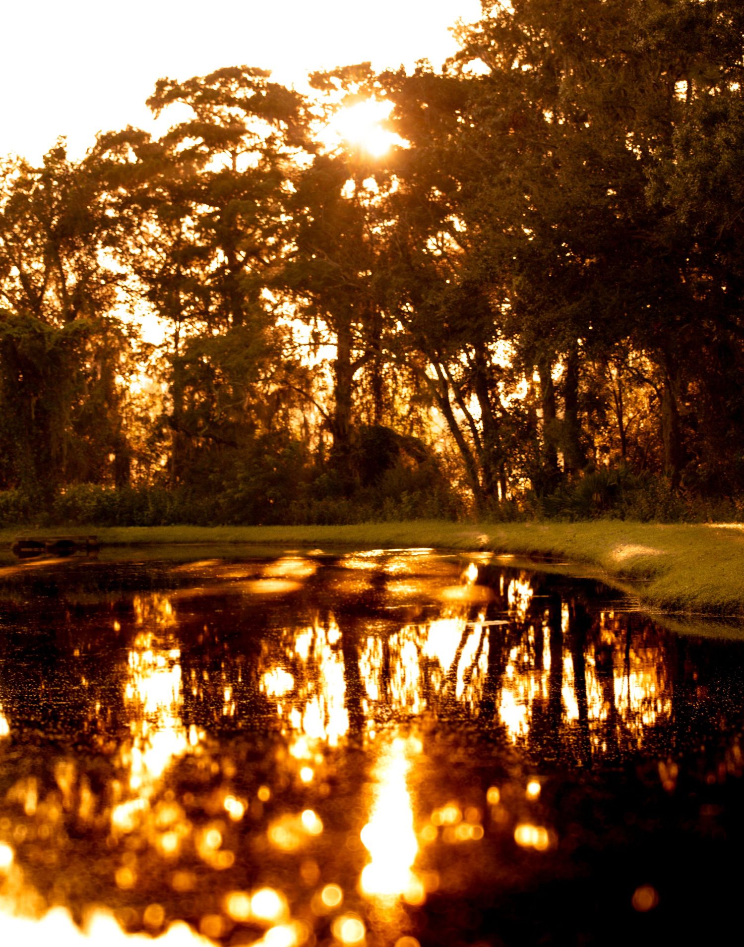 Golden sunset reflecting on a puddle surrounded by silhouetted trees in a park.