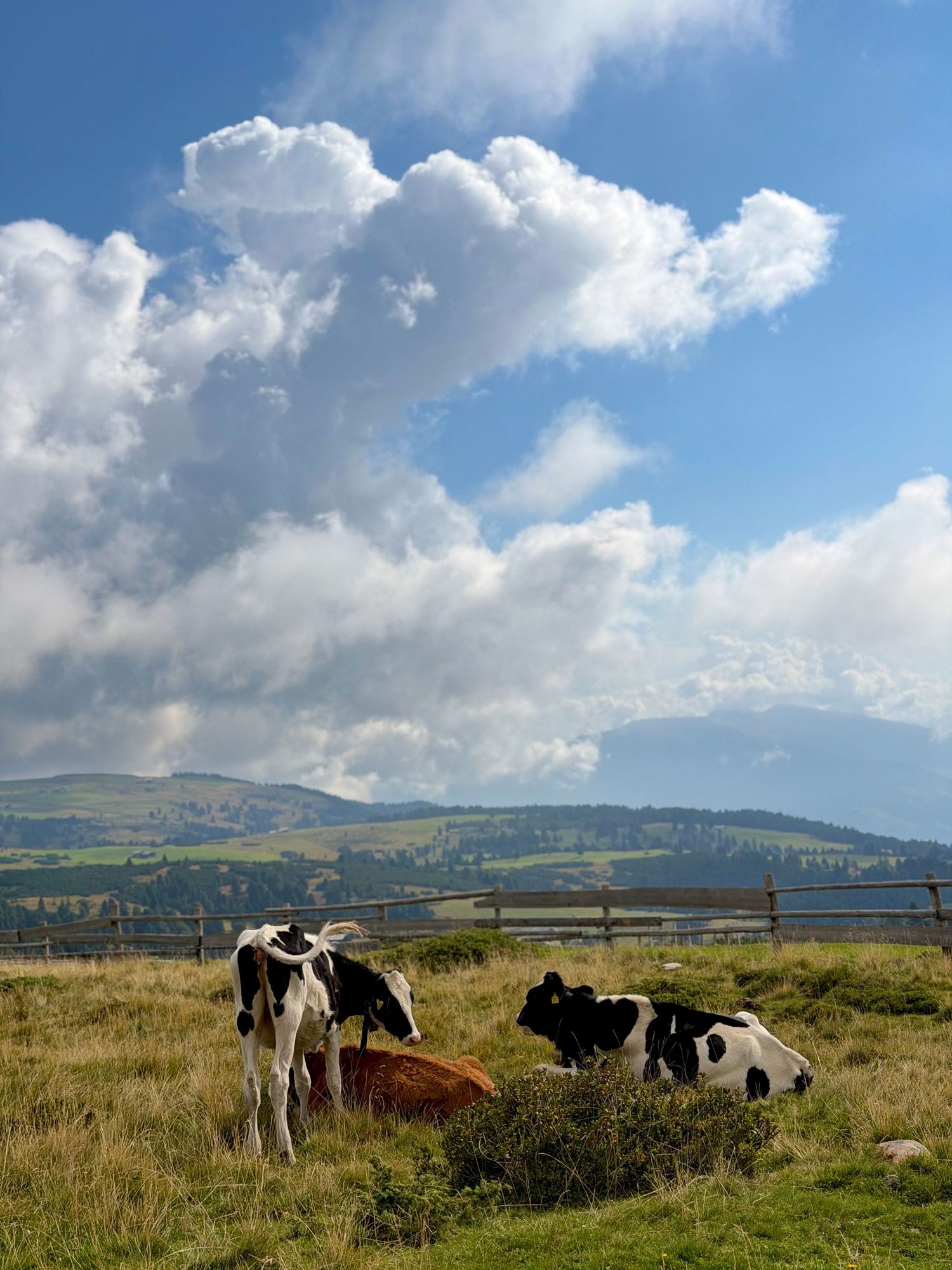 Cows