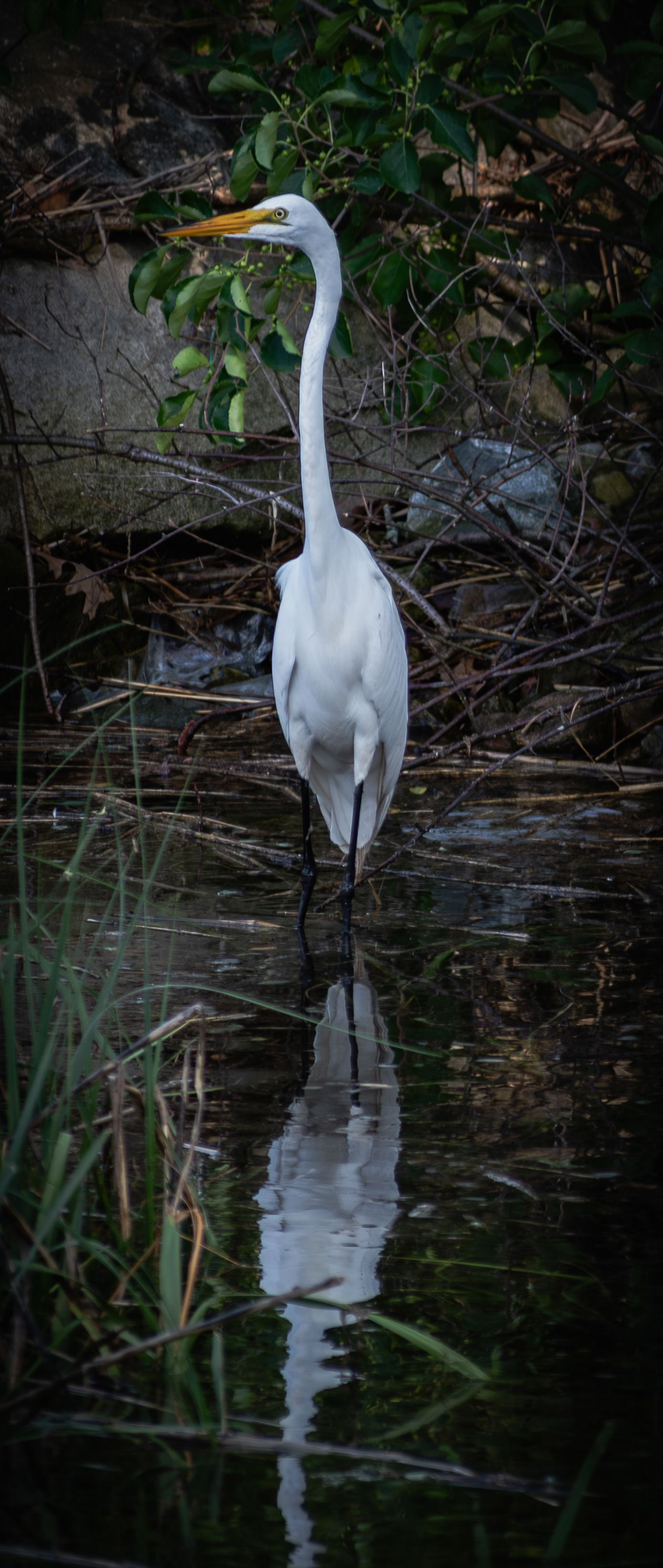 Nature photograph capturing natural scenery of crane