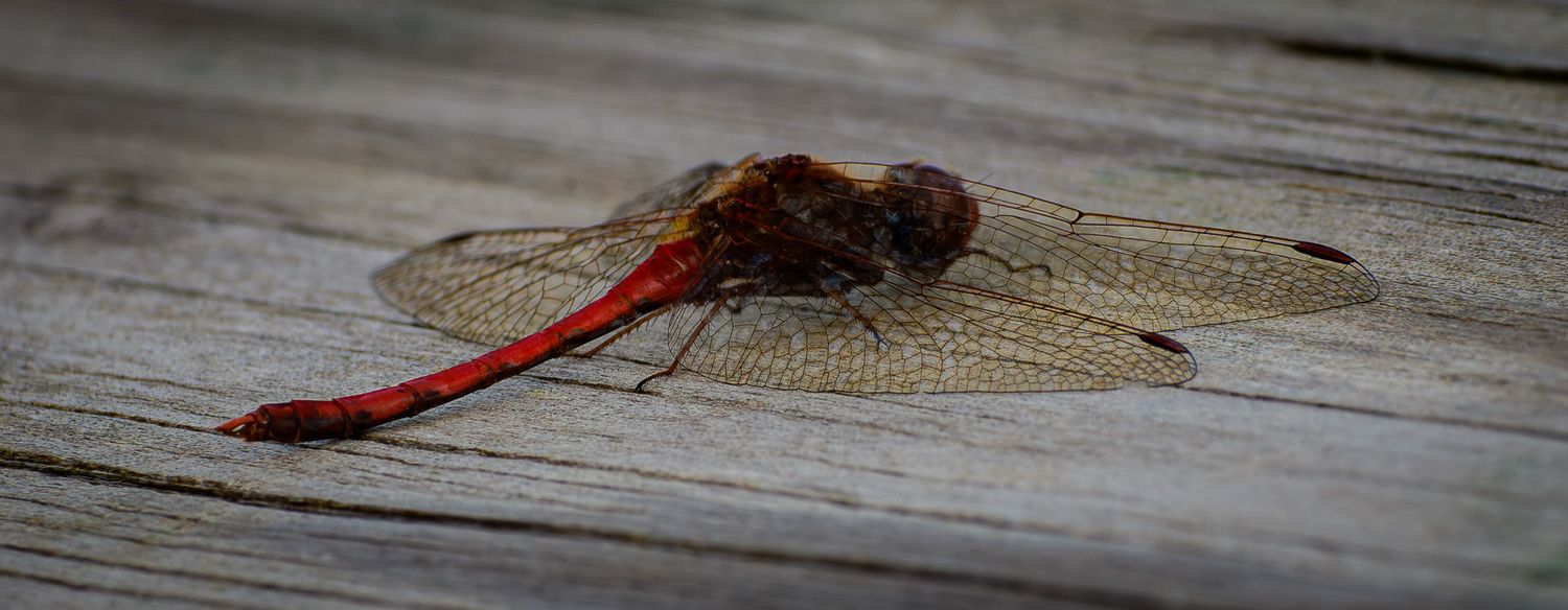 Nature photograph capturing natural scenery of dragonfly