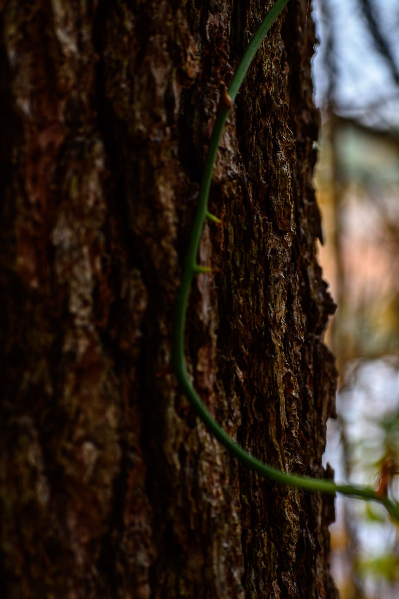 Nature photograph capturing natural scenery