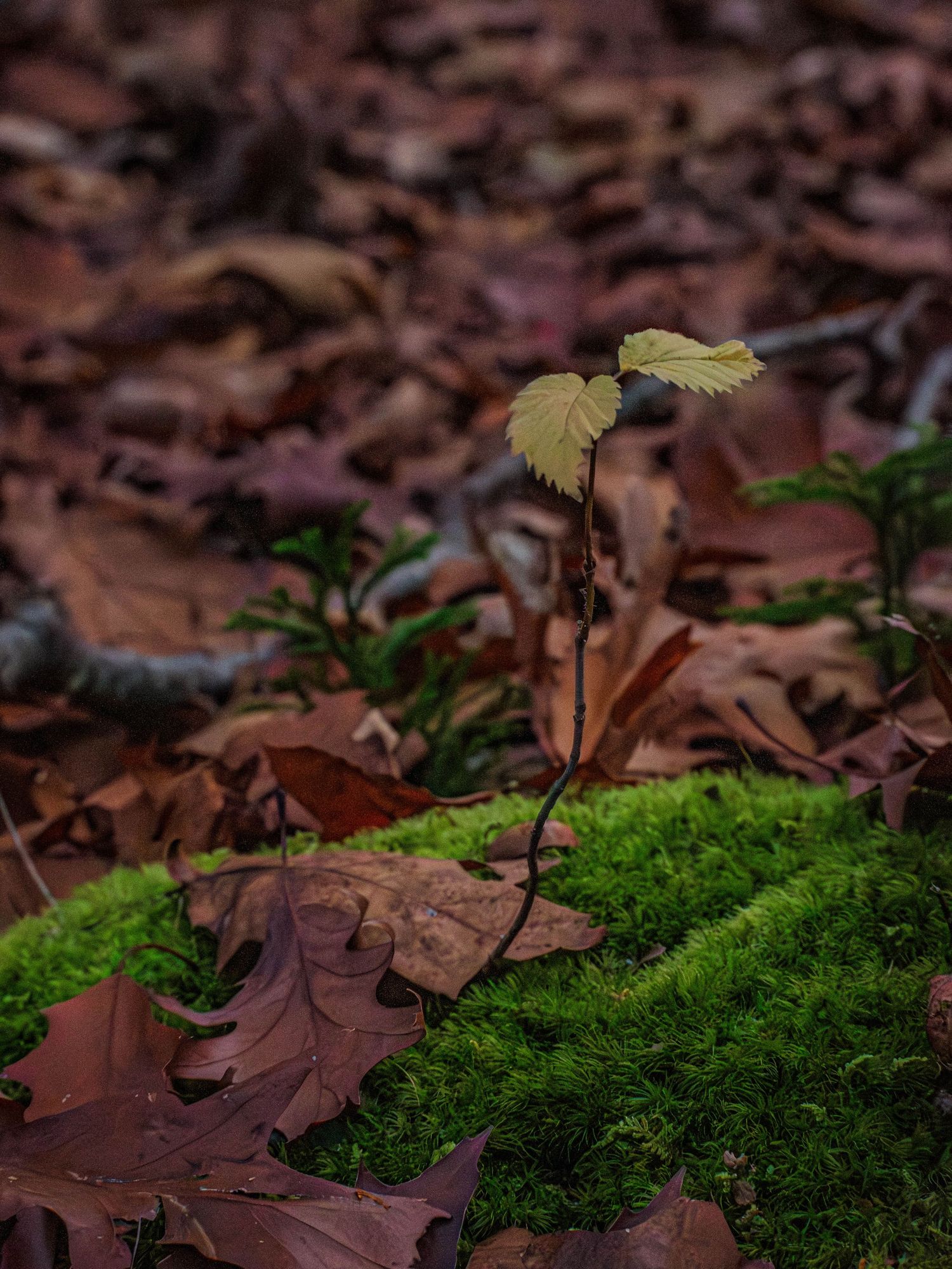 Nature photograph capturing natural scenery