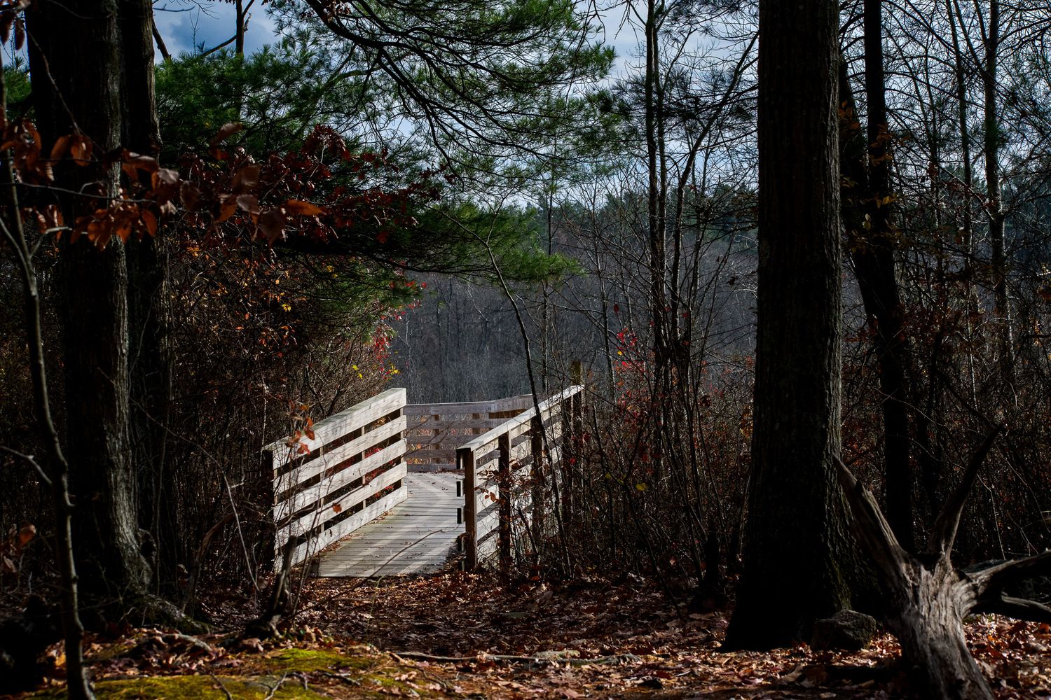 Nature photograph capturing natural scenery of bridge