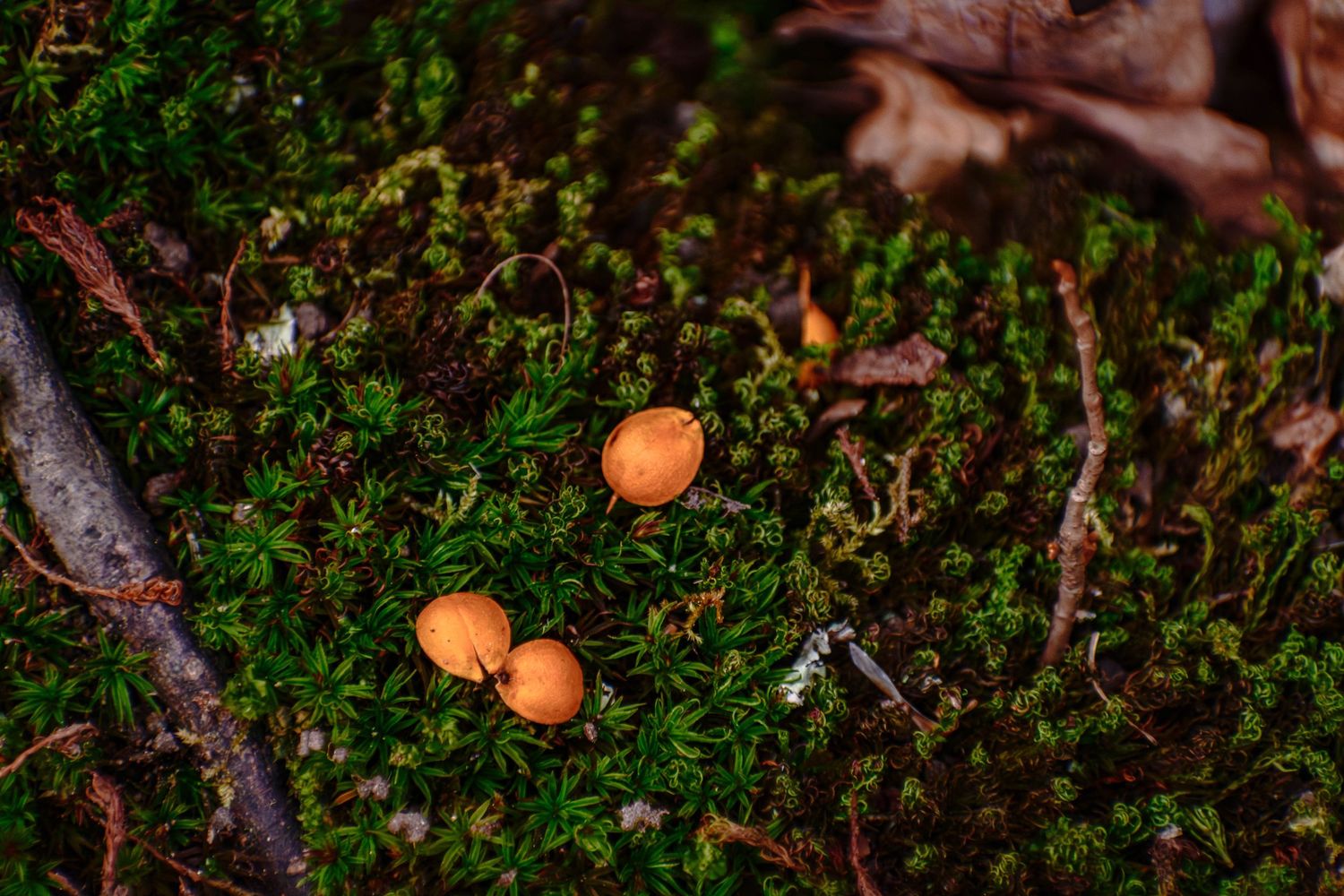 Nature photograph capturing natural scenery