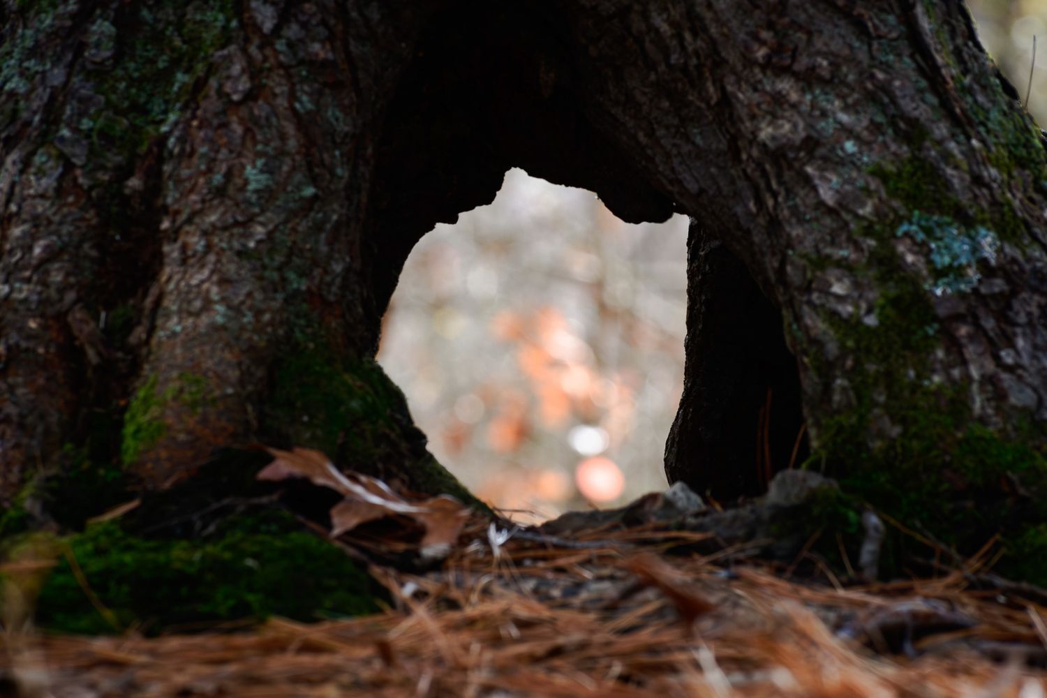 Nature photograph capturing natural scenery
